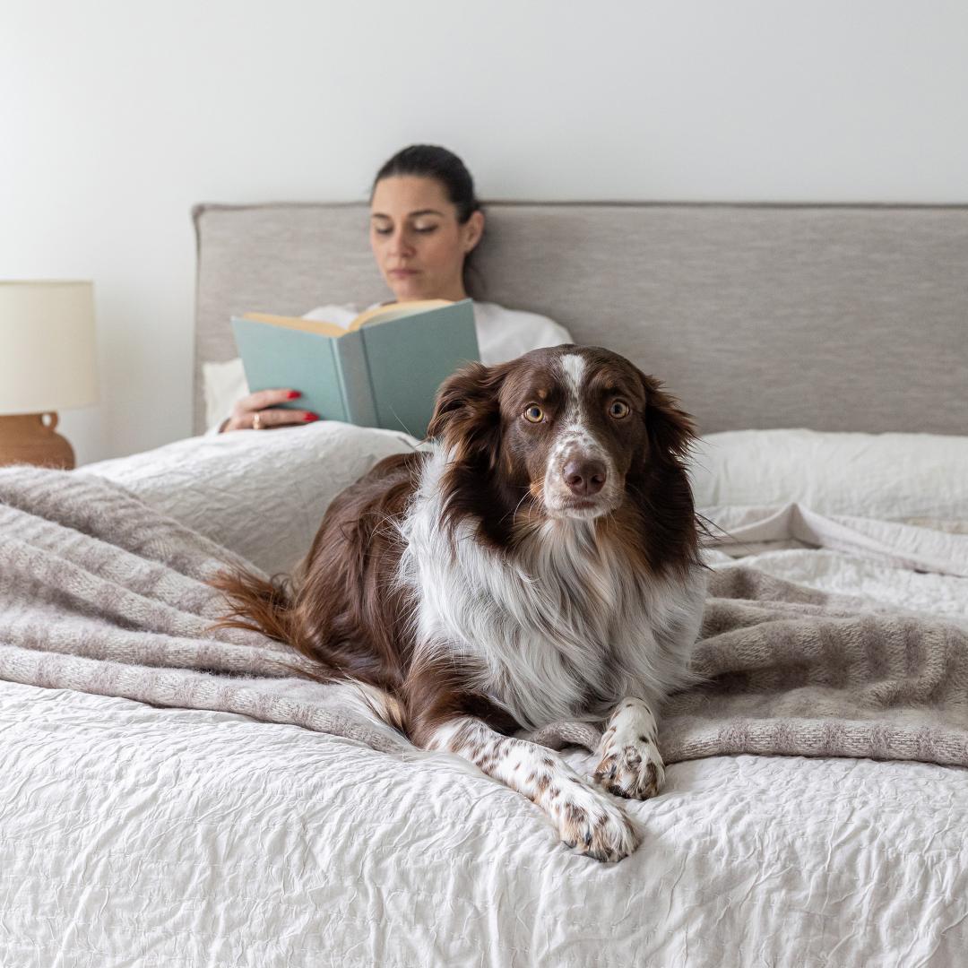 Woman reading a book on a bed with a brown and white dog lying next to her