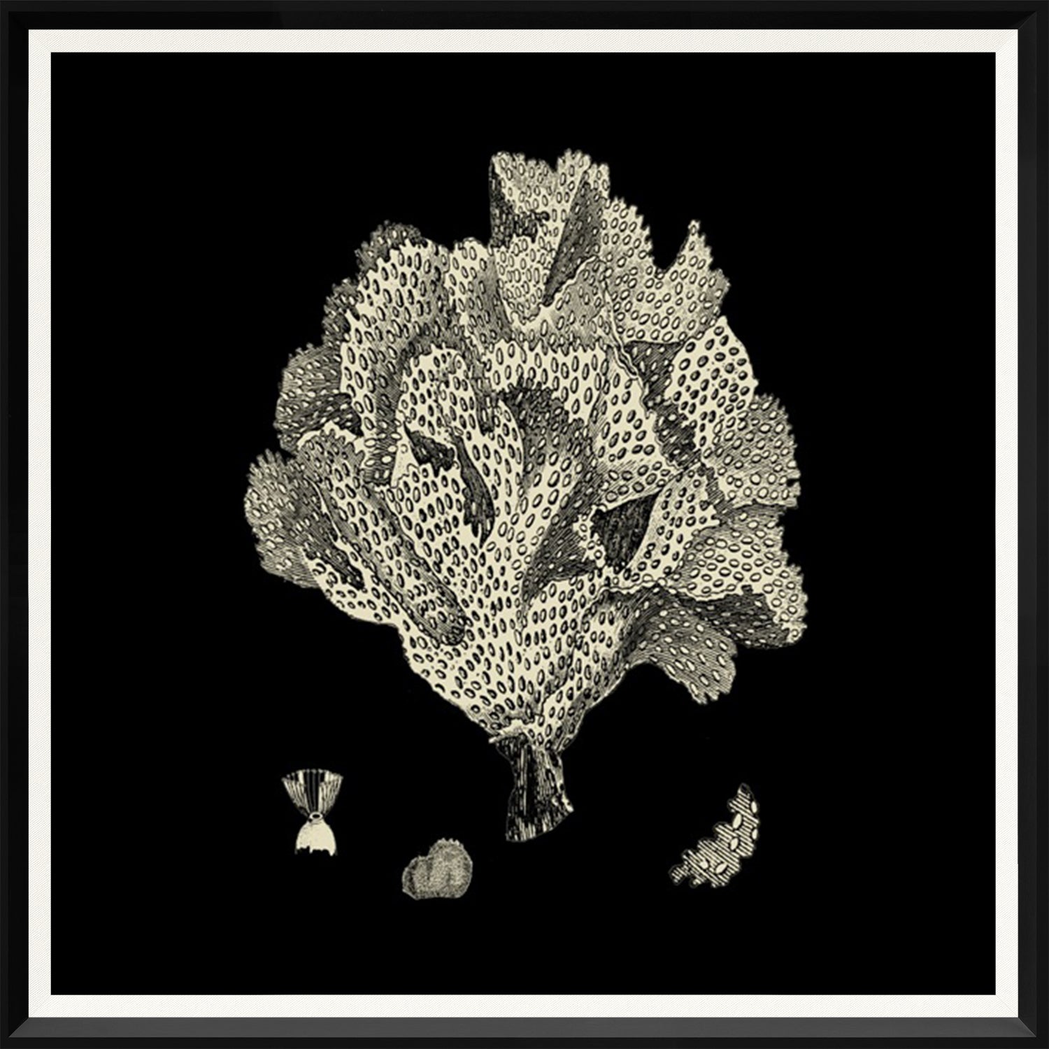 Black & Tan Coral IV wall art featuring detailed coral illustration on a black background