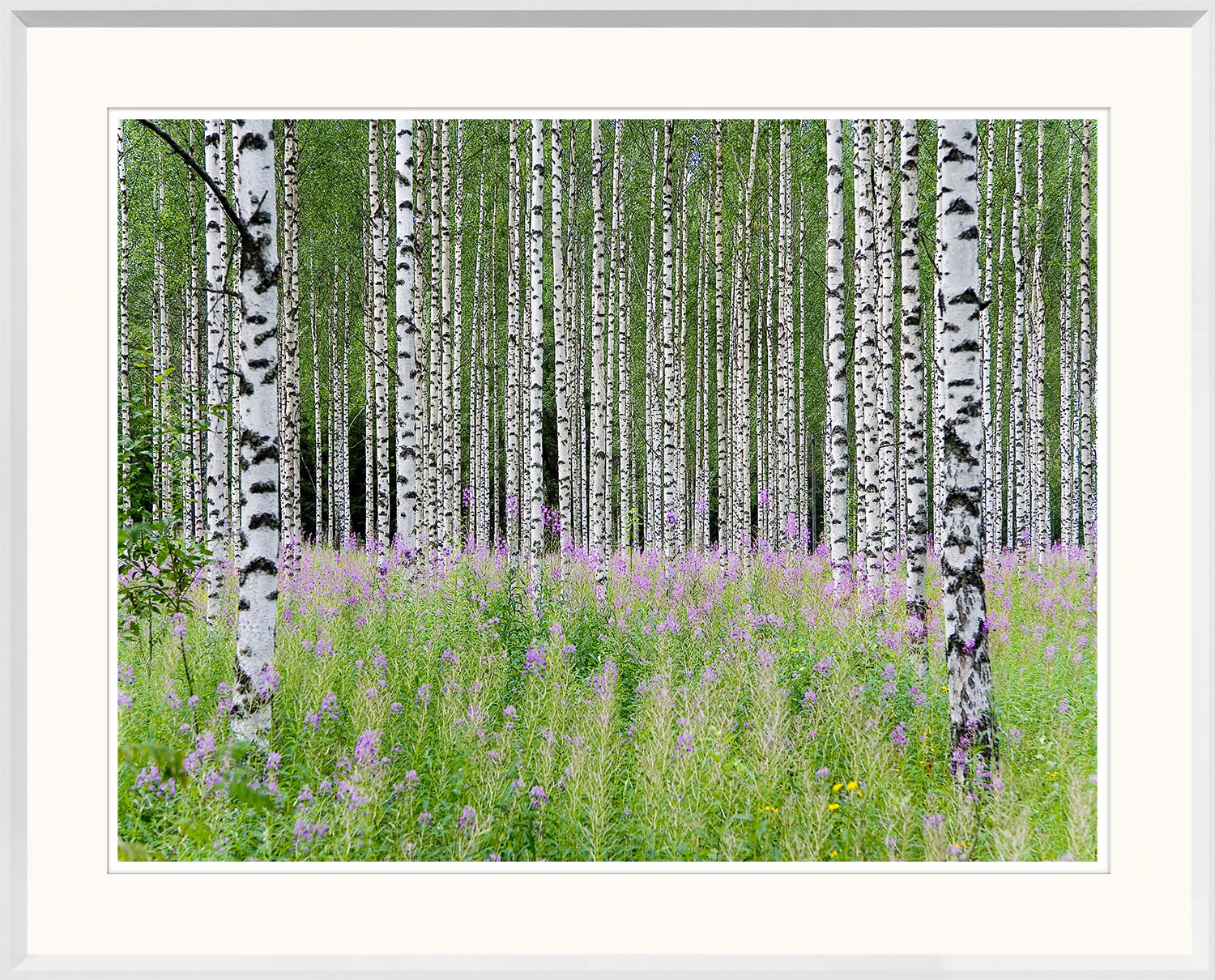 Aspens In Violet II wall art featuring birch trees and purple wildflowers in a green field.
