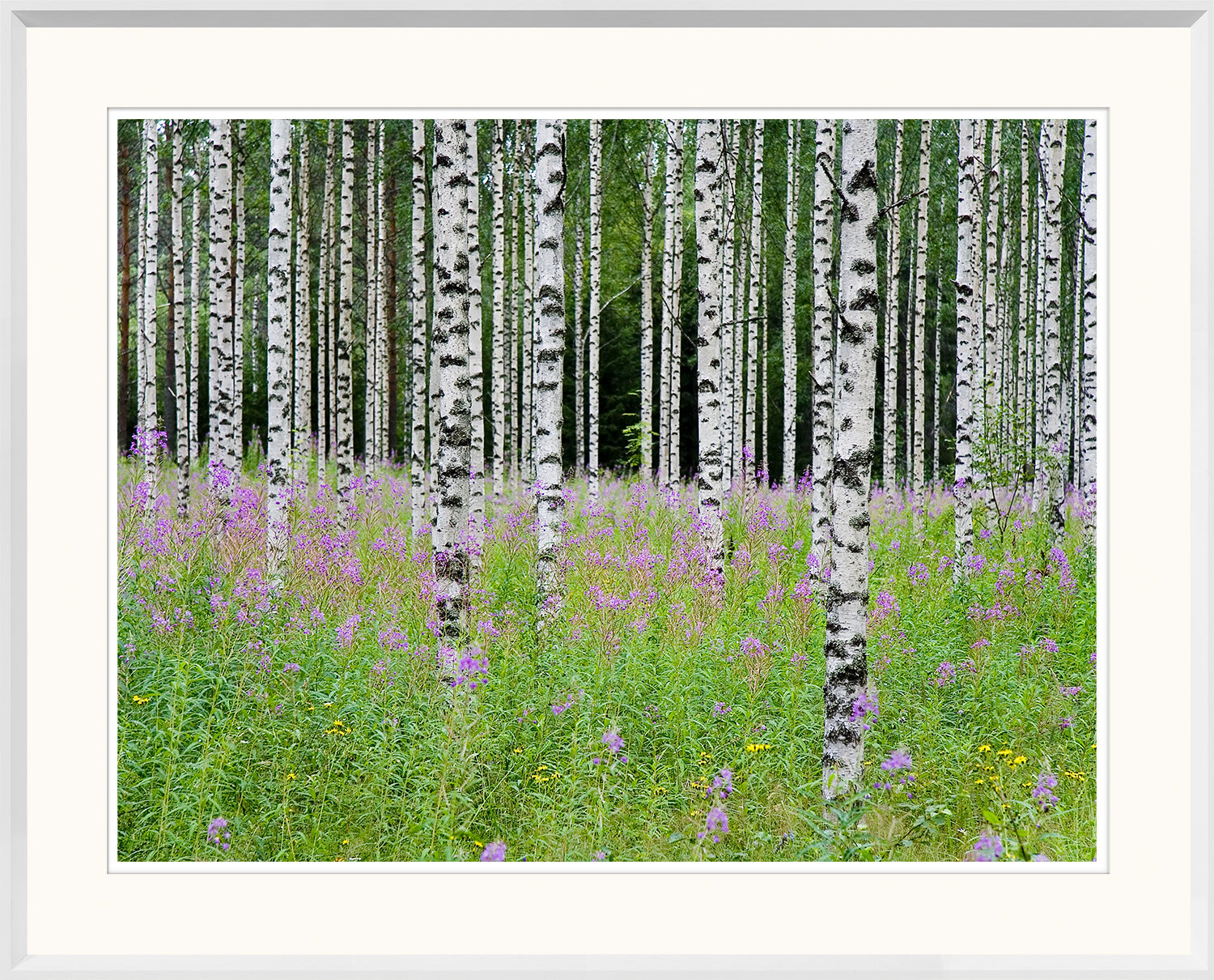 Aspens In Violet III wall art featuring white birch trees and purple wildflowers