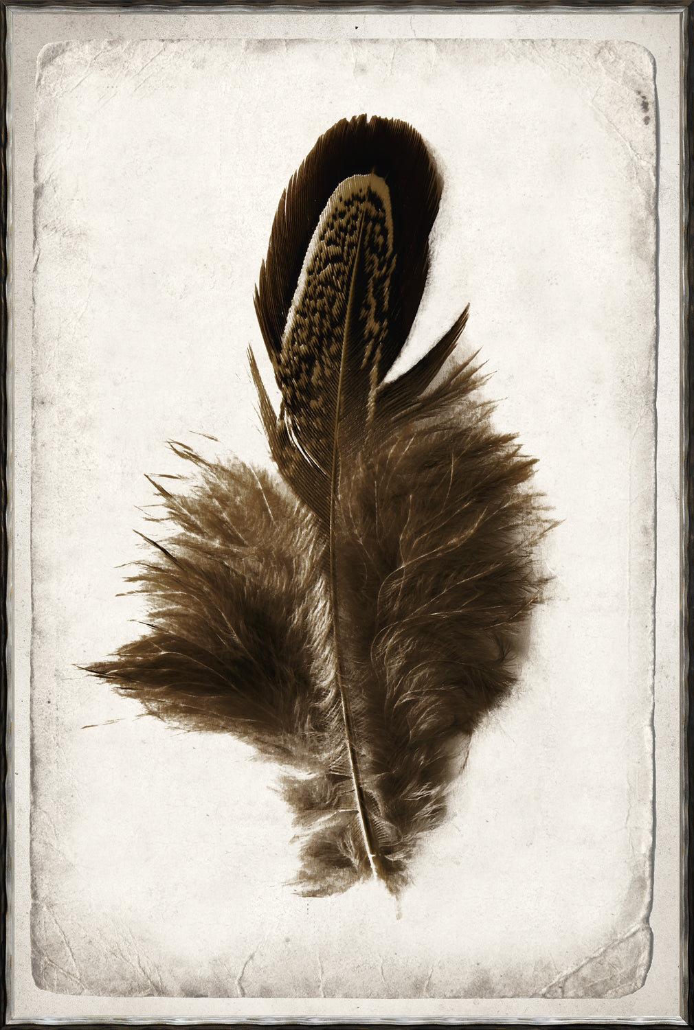 Feather Study II