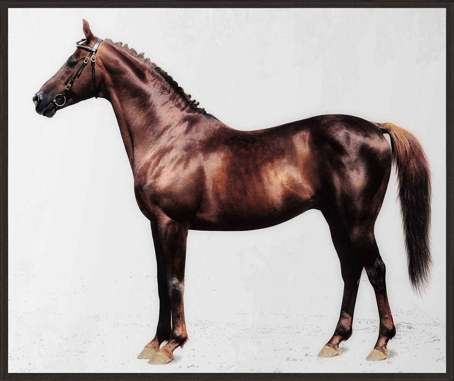 Trakehner Chestnut Stallion