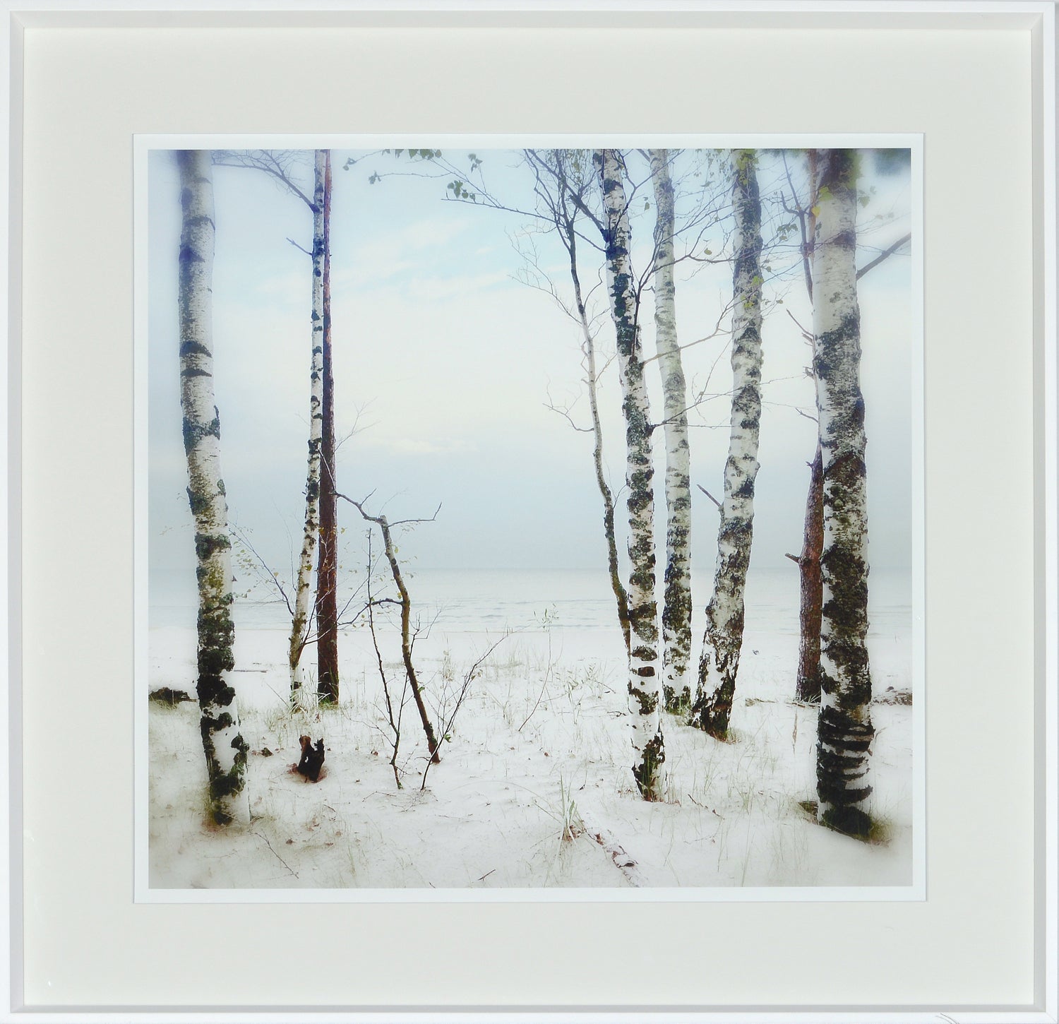 Birches At Sunset wall art showcasing birch trees by a serene beach under a cloudy sky.