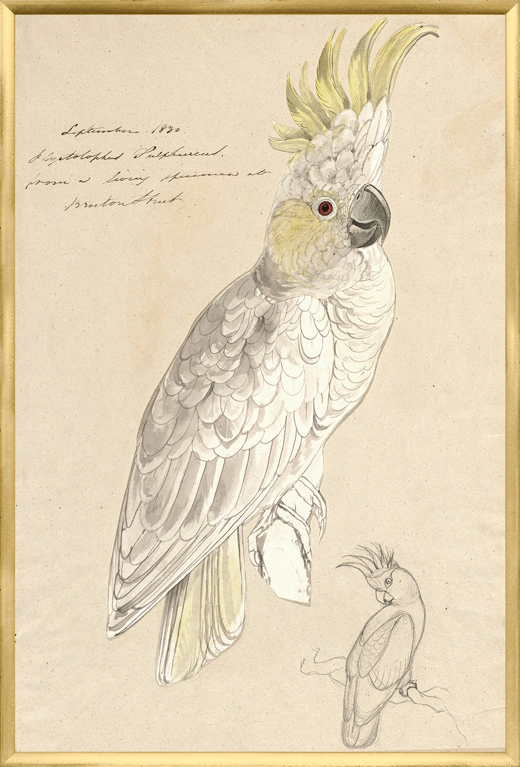 Lear – Lesser Sulphur Crested Cockatoo
