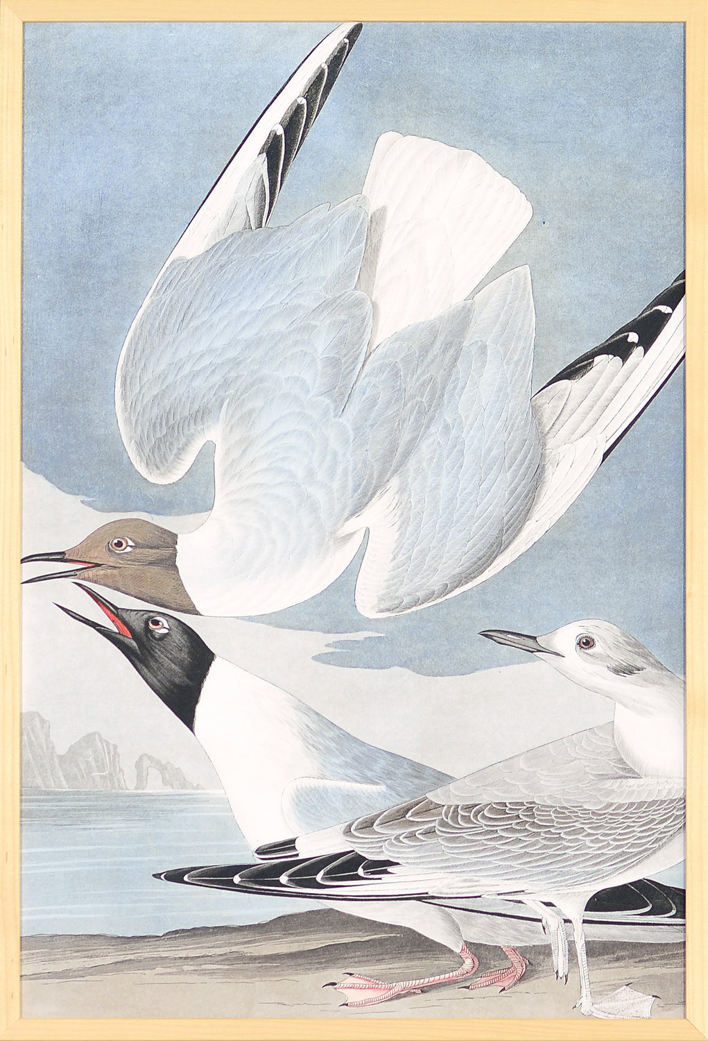 Audubon – Gaviota de Bonaparte
