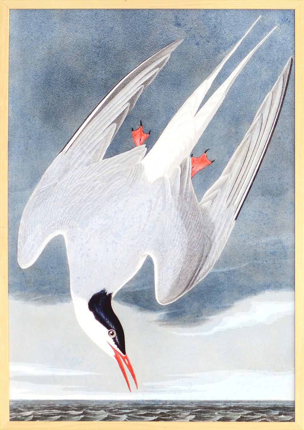 Audubon – Roseate Tern