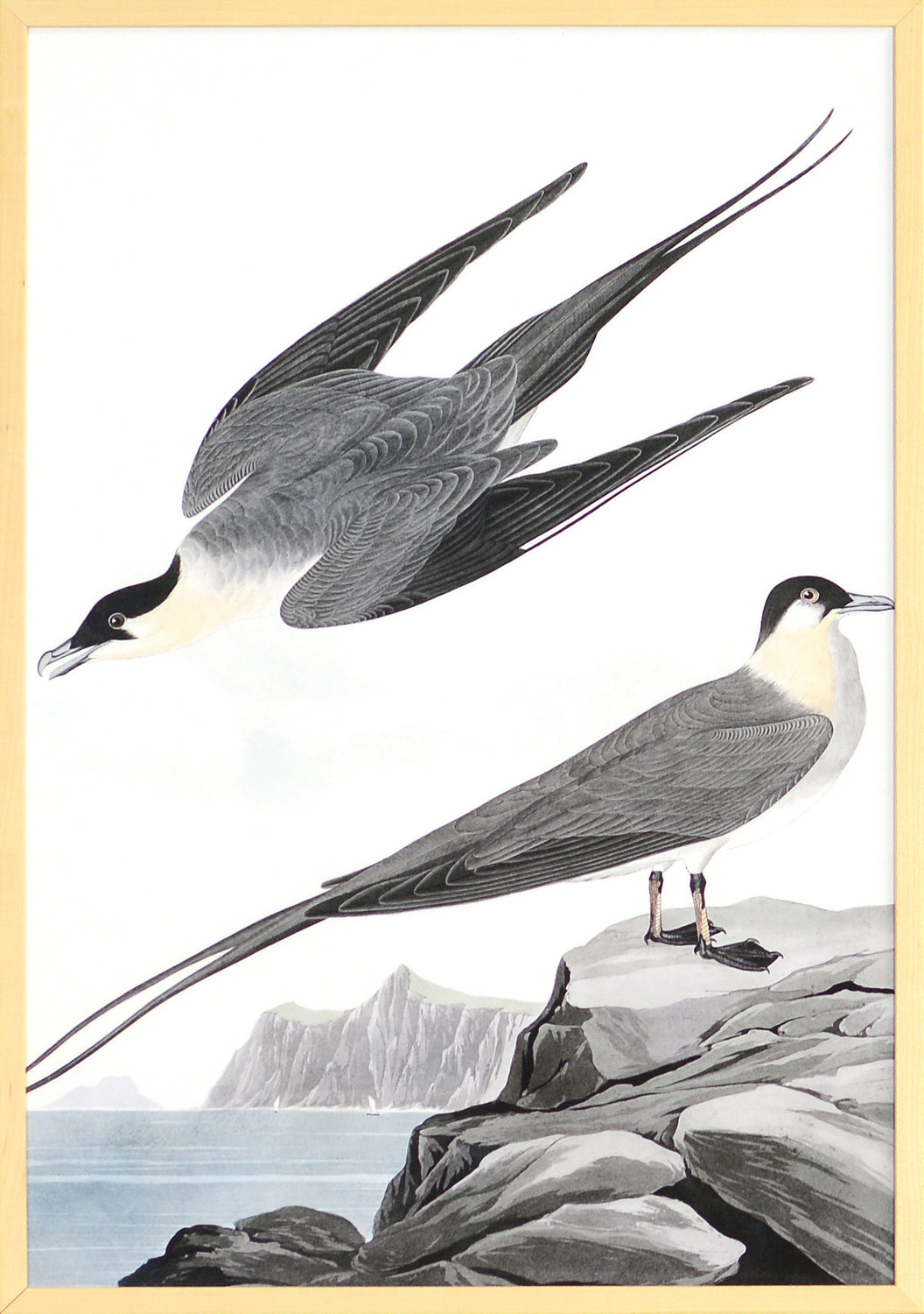 Audubon – Yáger Ártico
