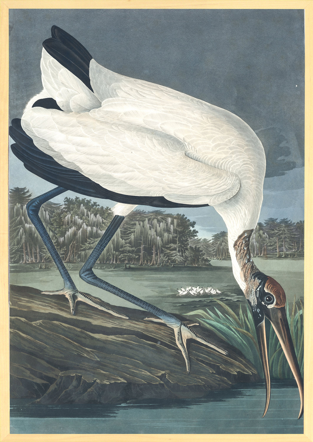 Audubon – Cigüeña de cabeza pelada