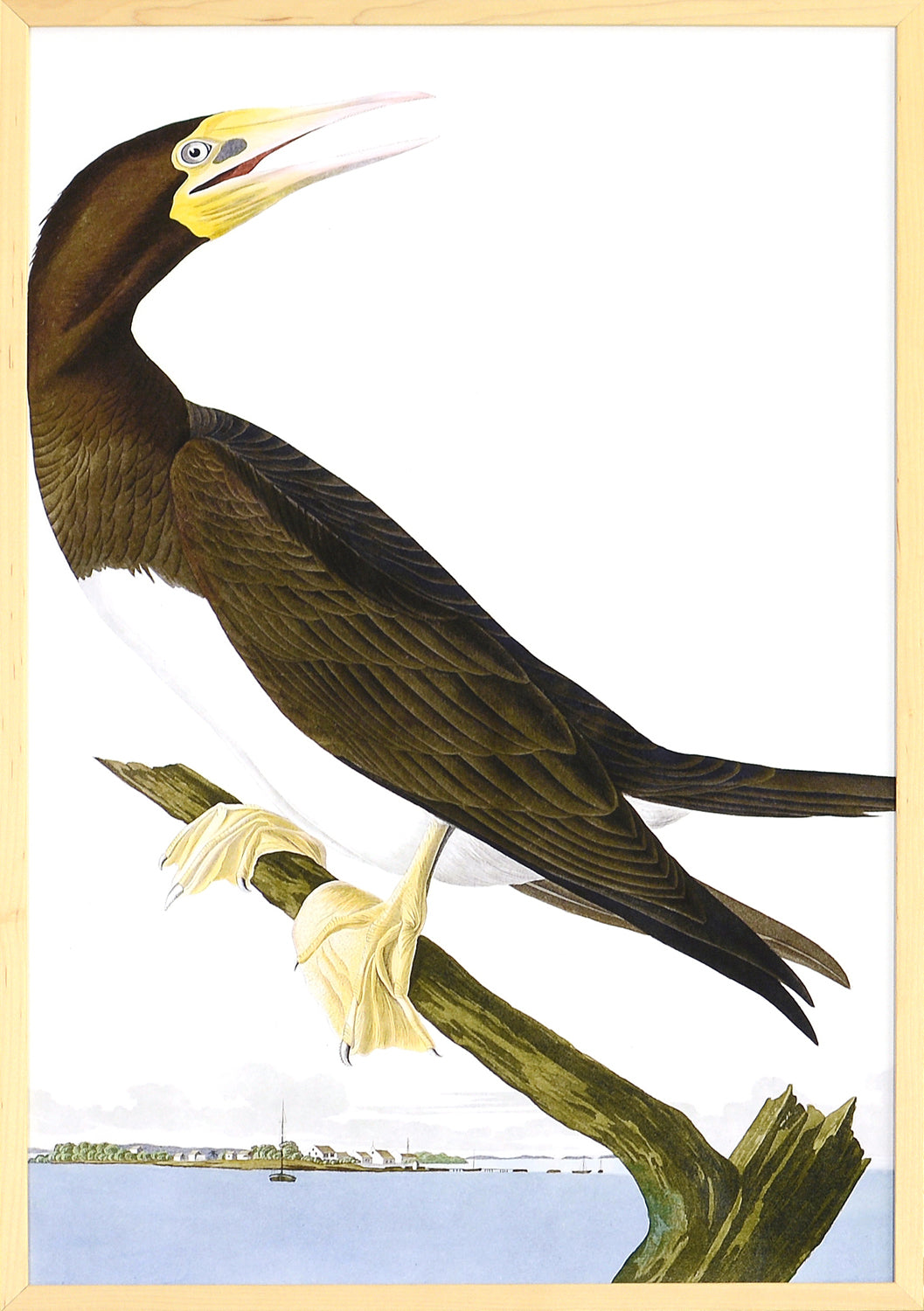 Audubon – Fou de Bassan