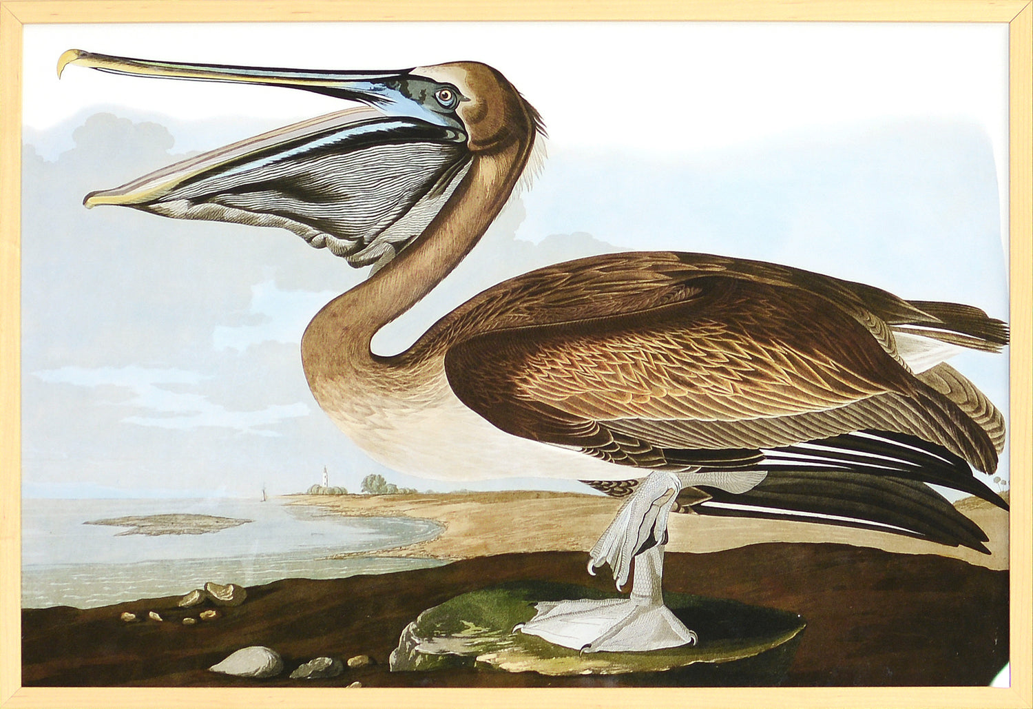Audubon – Pelícano pardo
