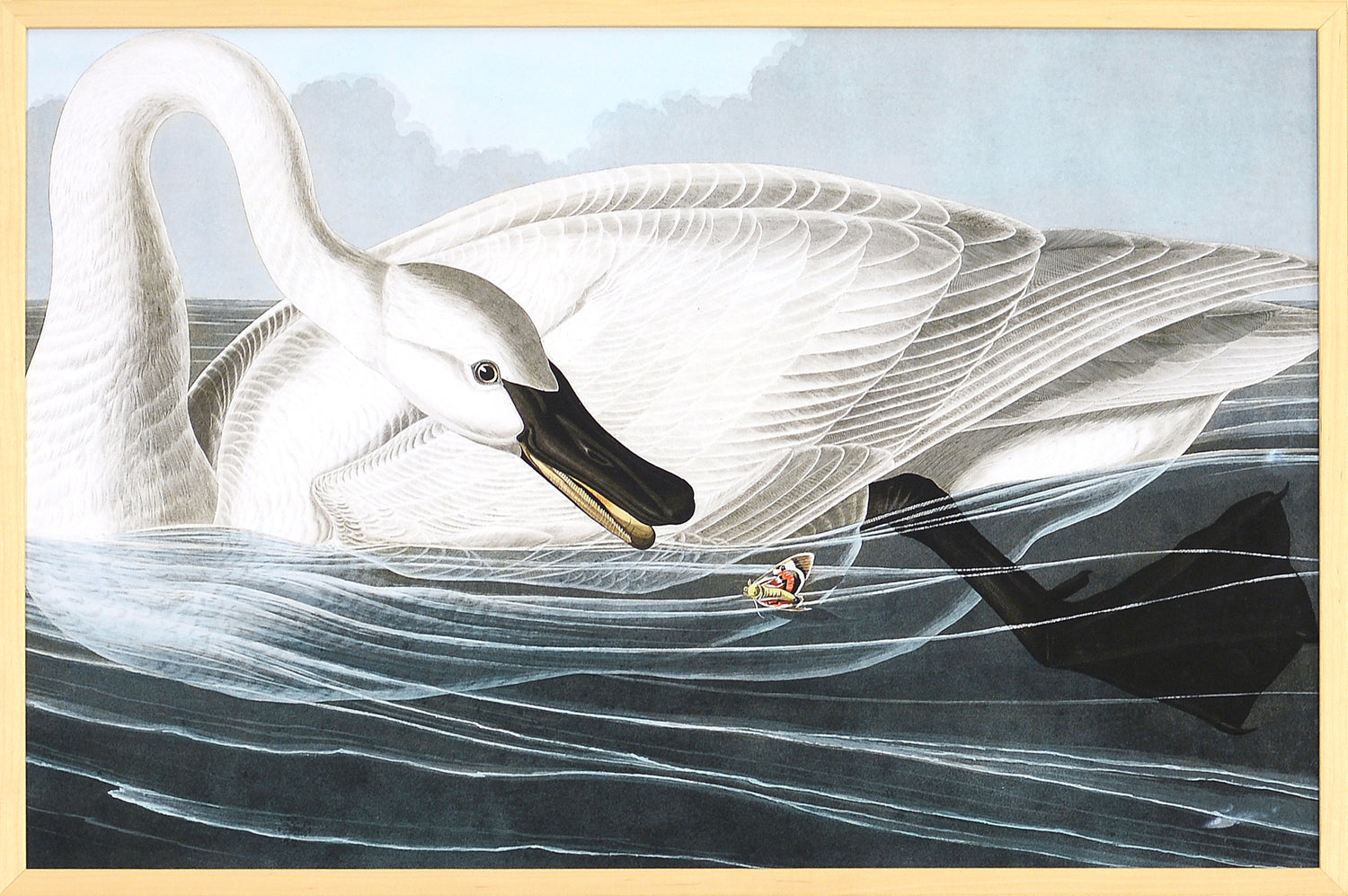 Audubon – Cisne Trompetero