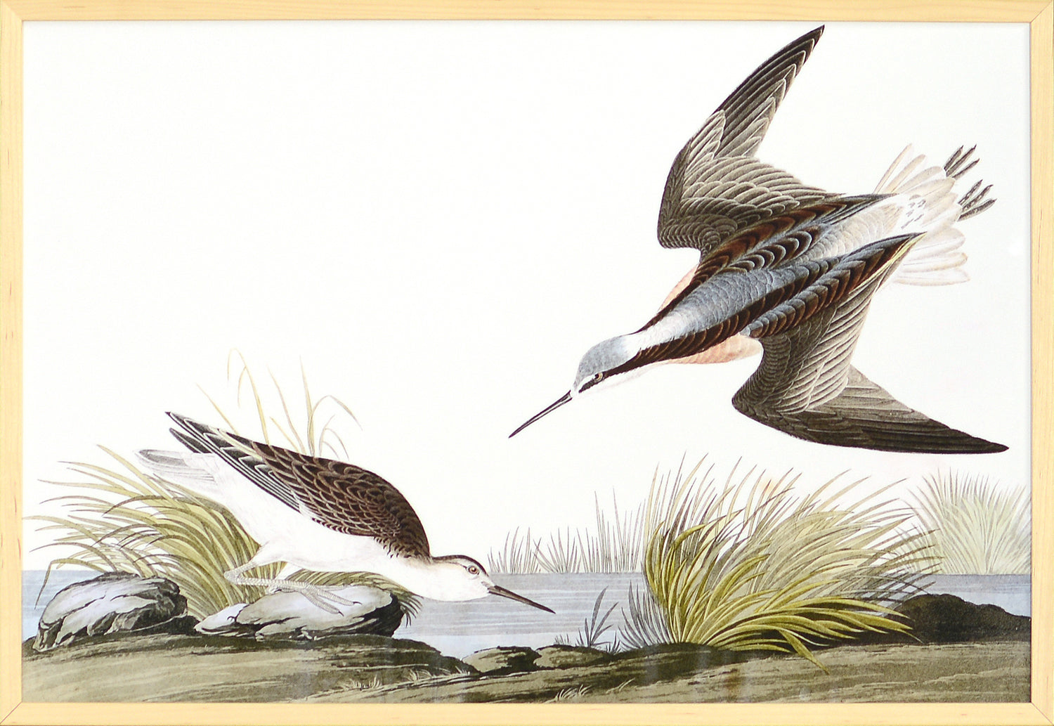 Audubon -Wilsons Phalarope