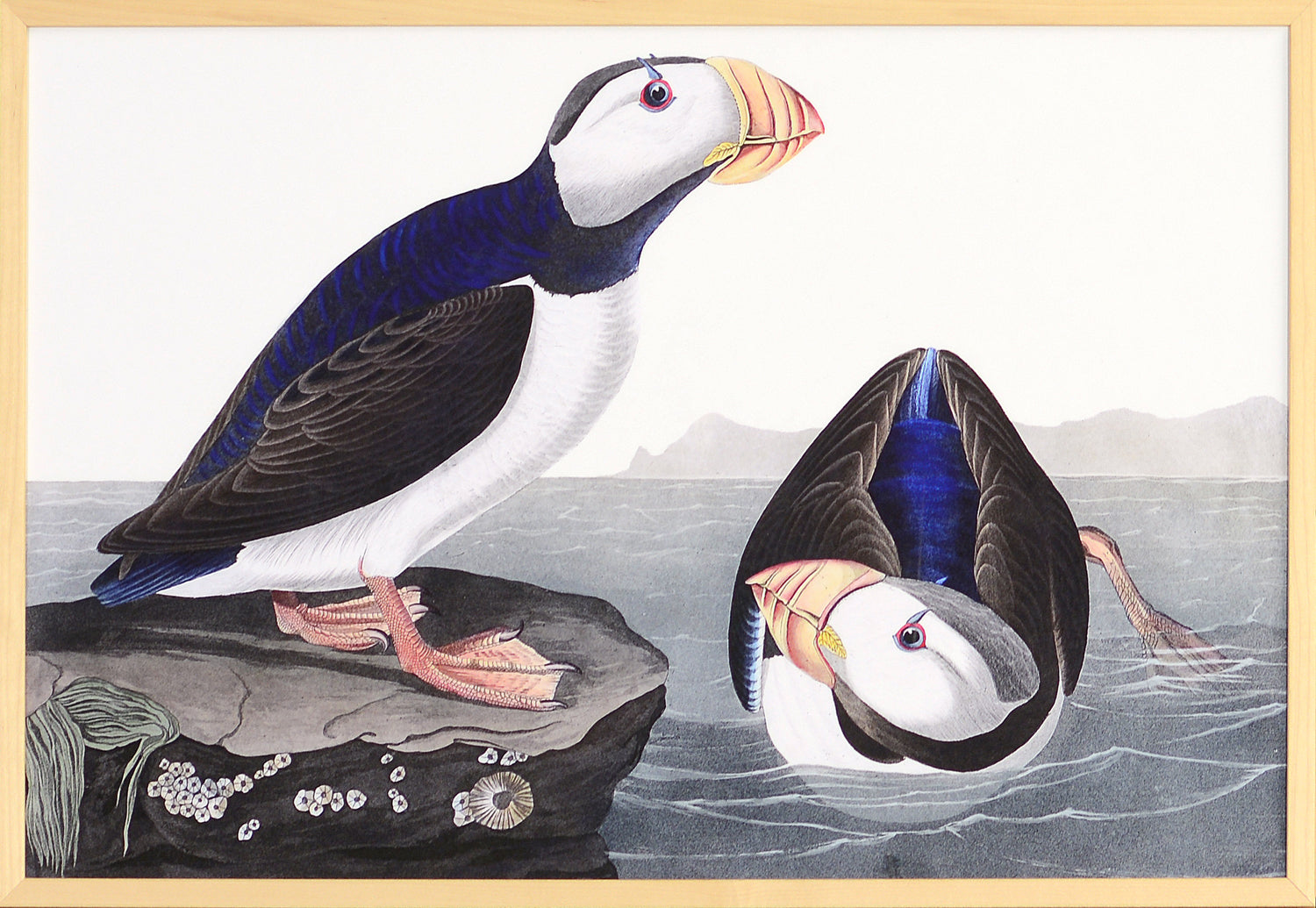 Audubon – Large Billed Puffin
