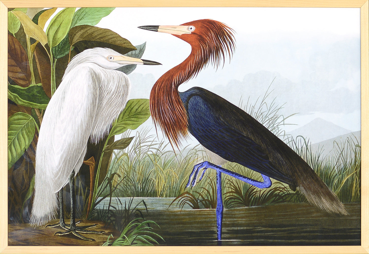 Audubon – Garza Imperial
