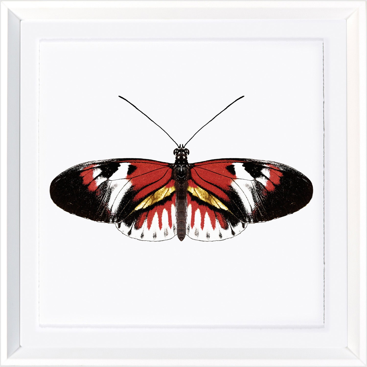 Vívidas Mariposas VII
