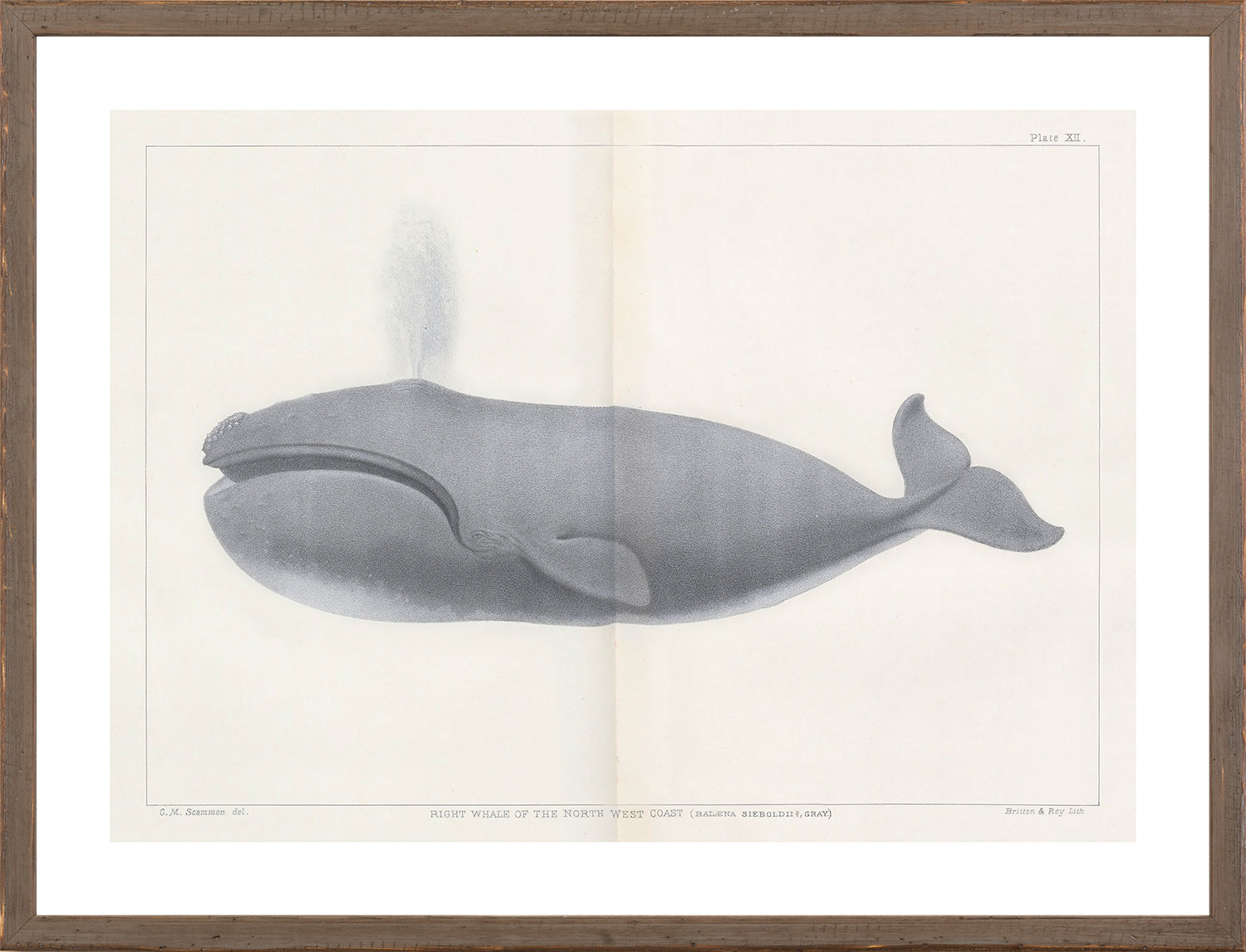 Vintage Whale Series V wall art featuring a right whale illustration in gray tones.