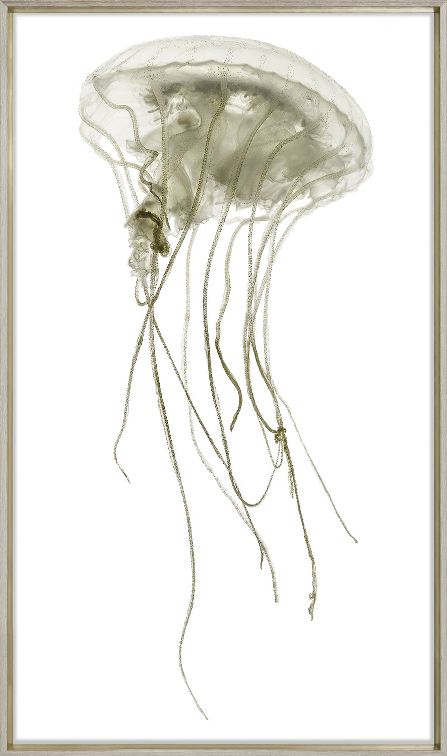 Pacifica Jelly I