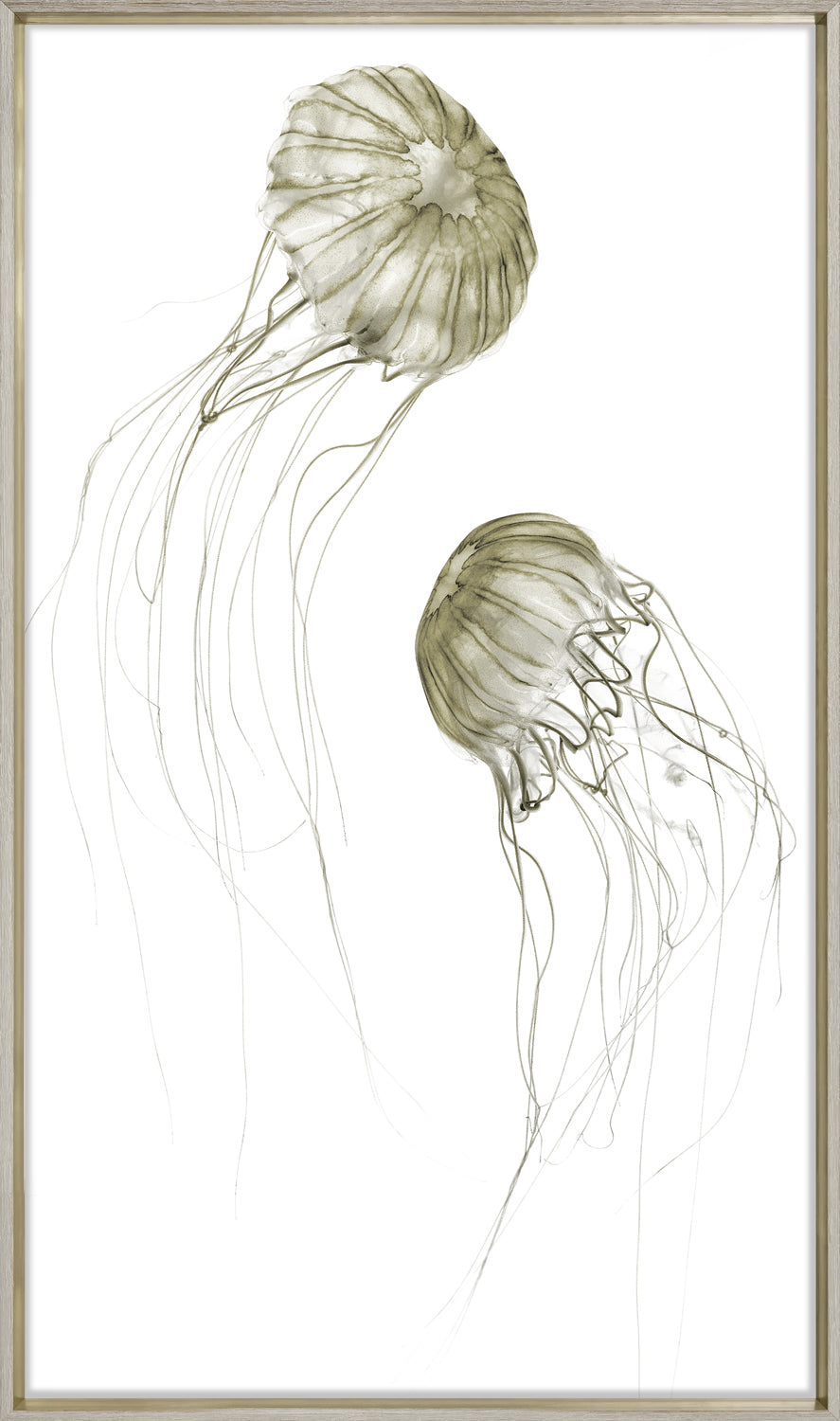Pacifica Jelly II