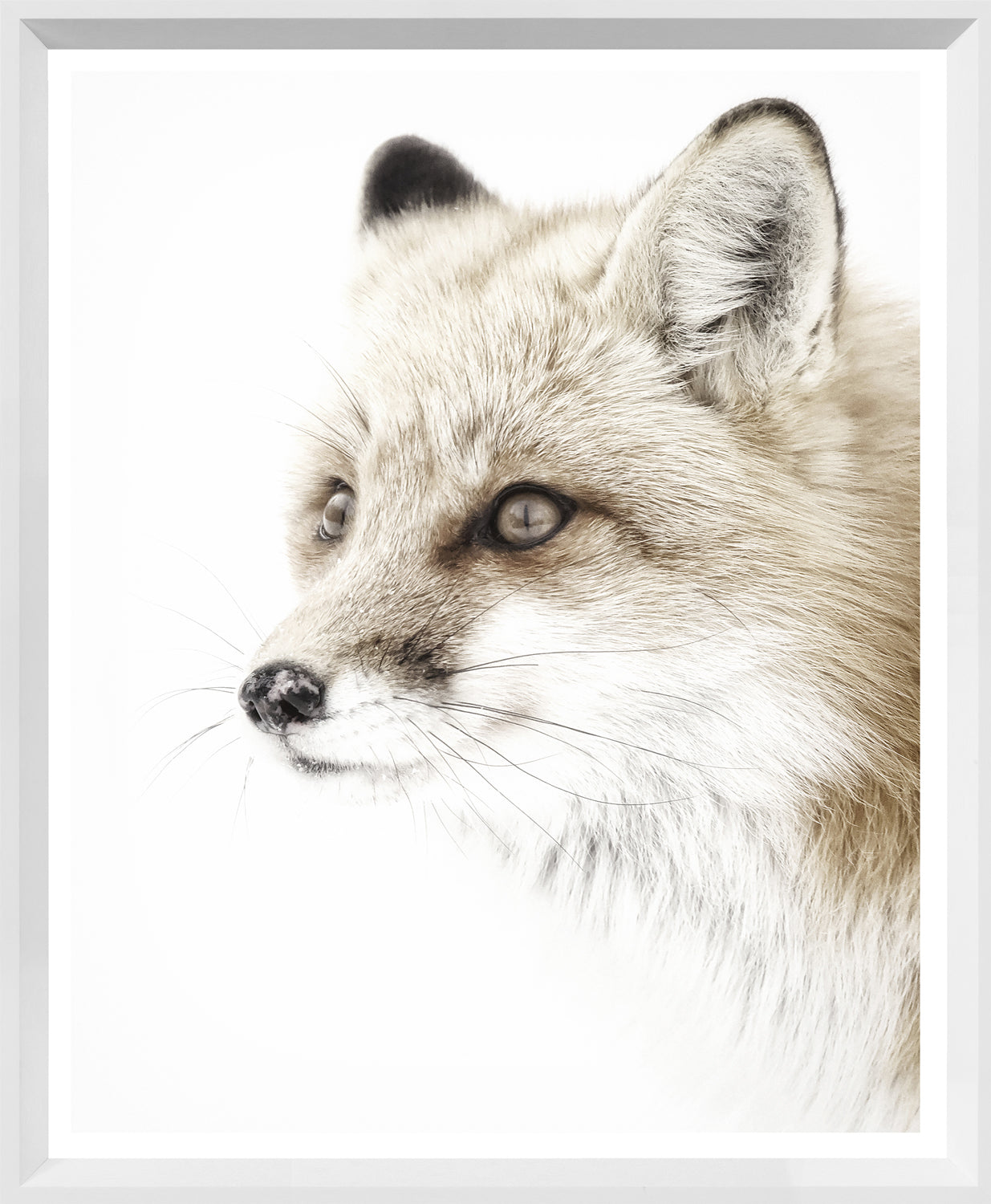 Red Fox wall art featuring a close-up of a fox's face with soft fur and expressive eyes.