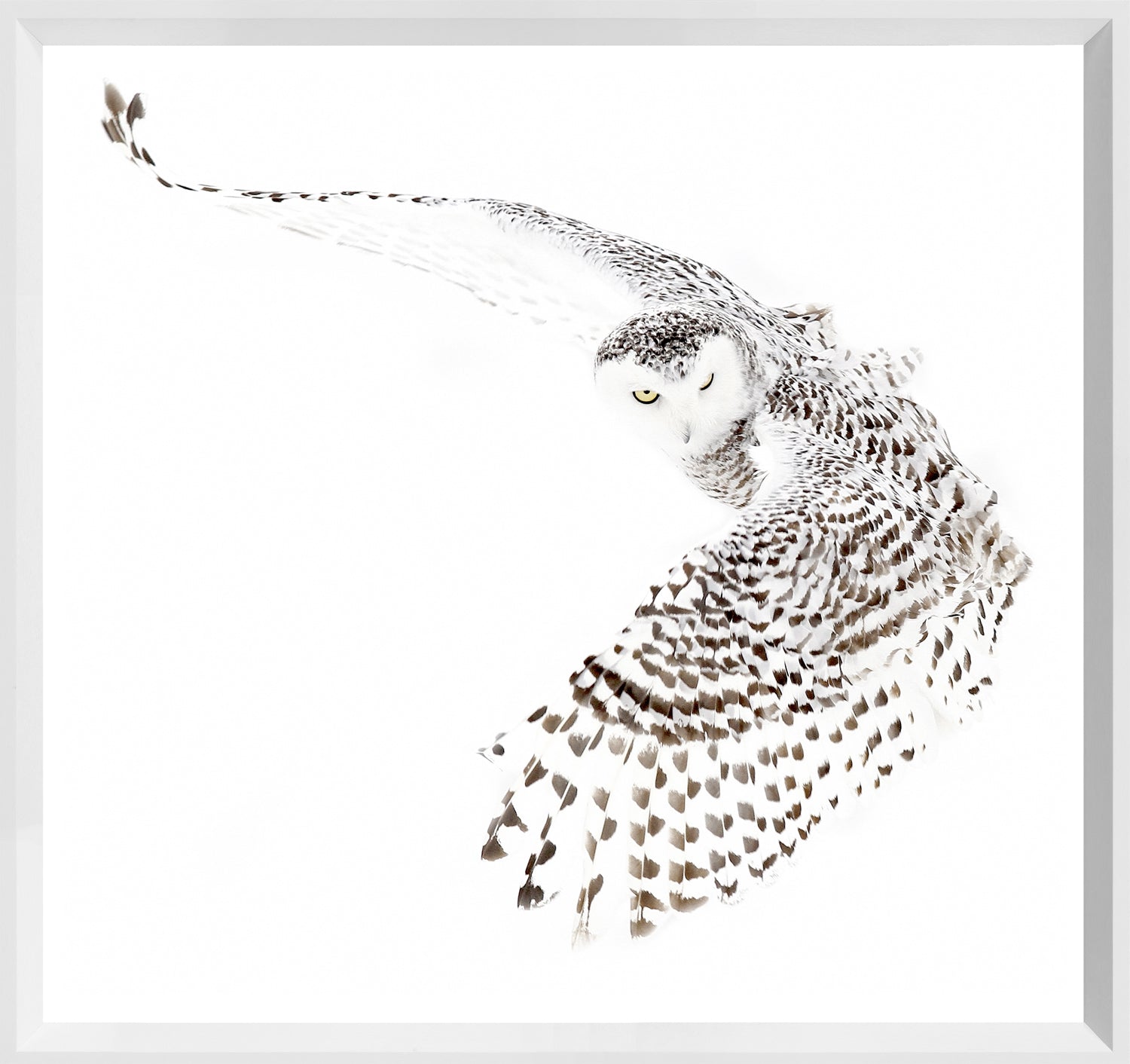 Snowy Owl wall art featuring a snowy owl in flight with intricate feather details against a white background.