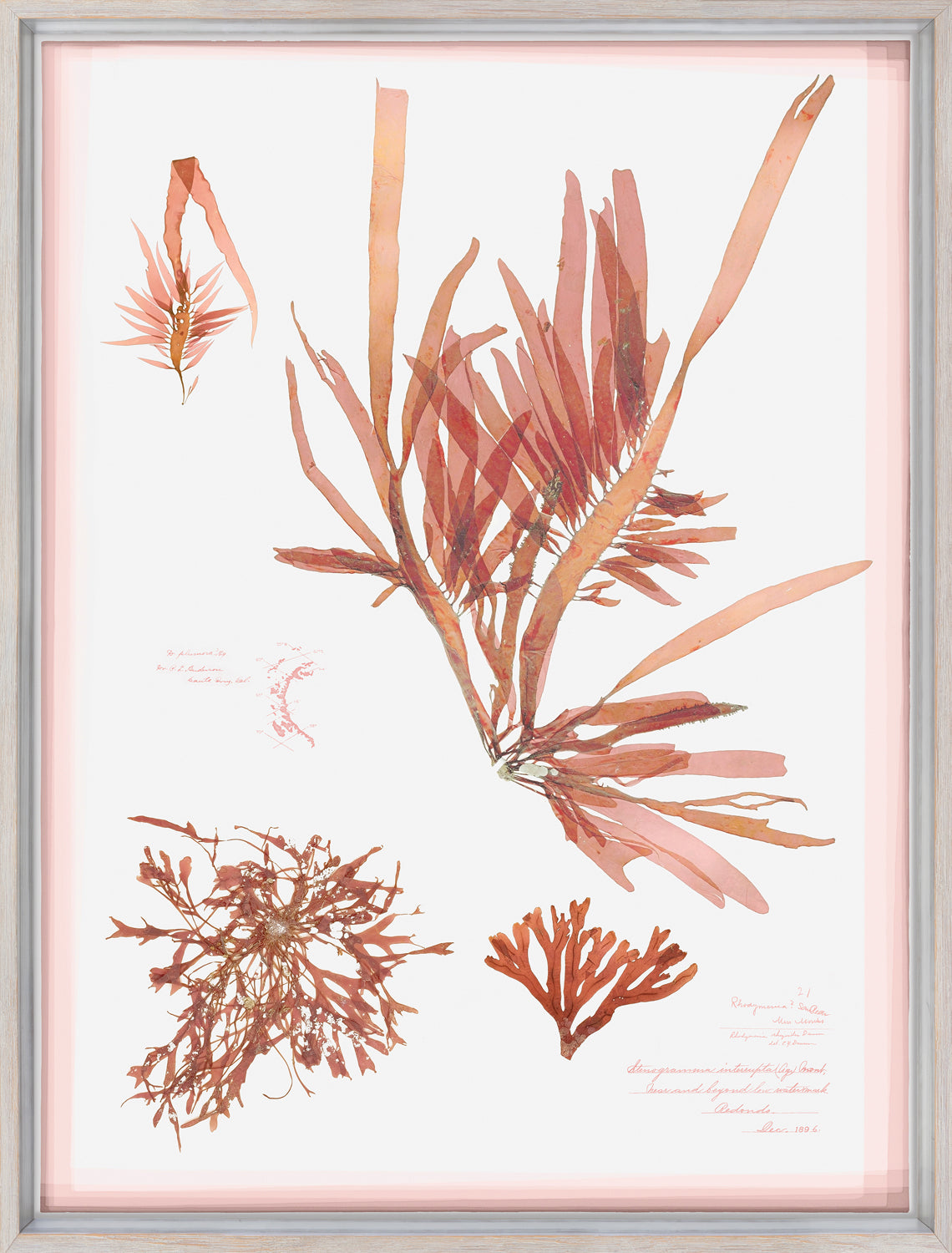 Coral Pressings II