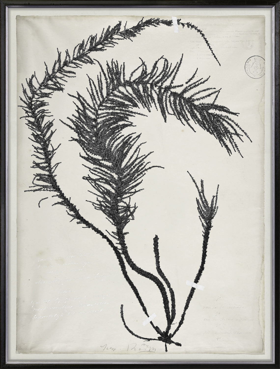 De Mari Series VI framed art print, Gild Silver, 31 × 41 in