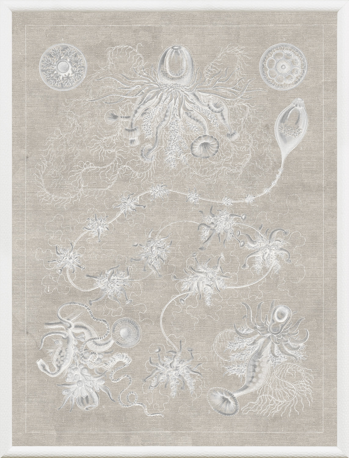 Marine Phyla V