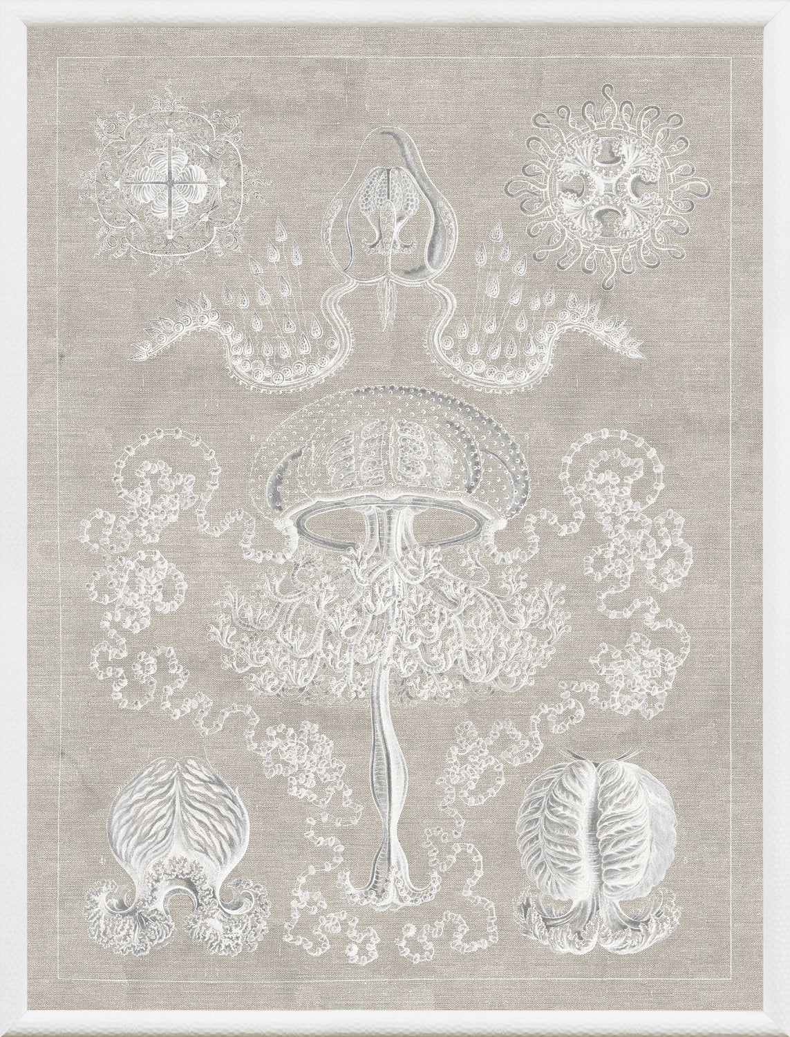 Marine Phyla II