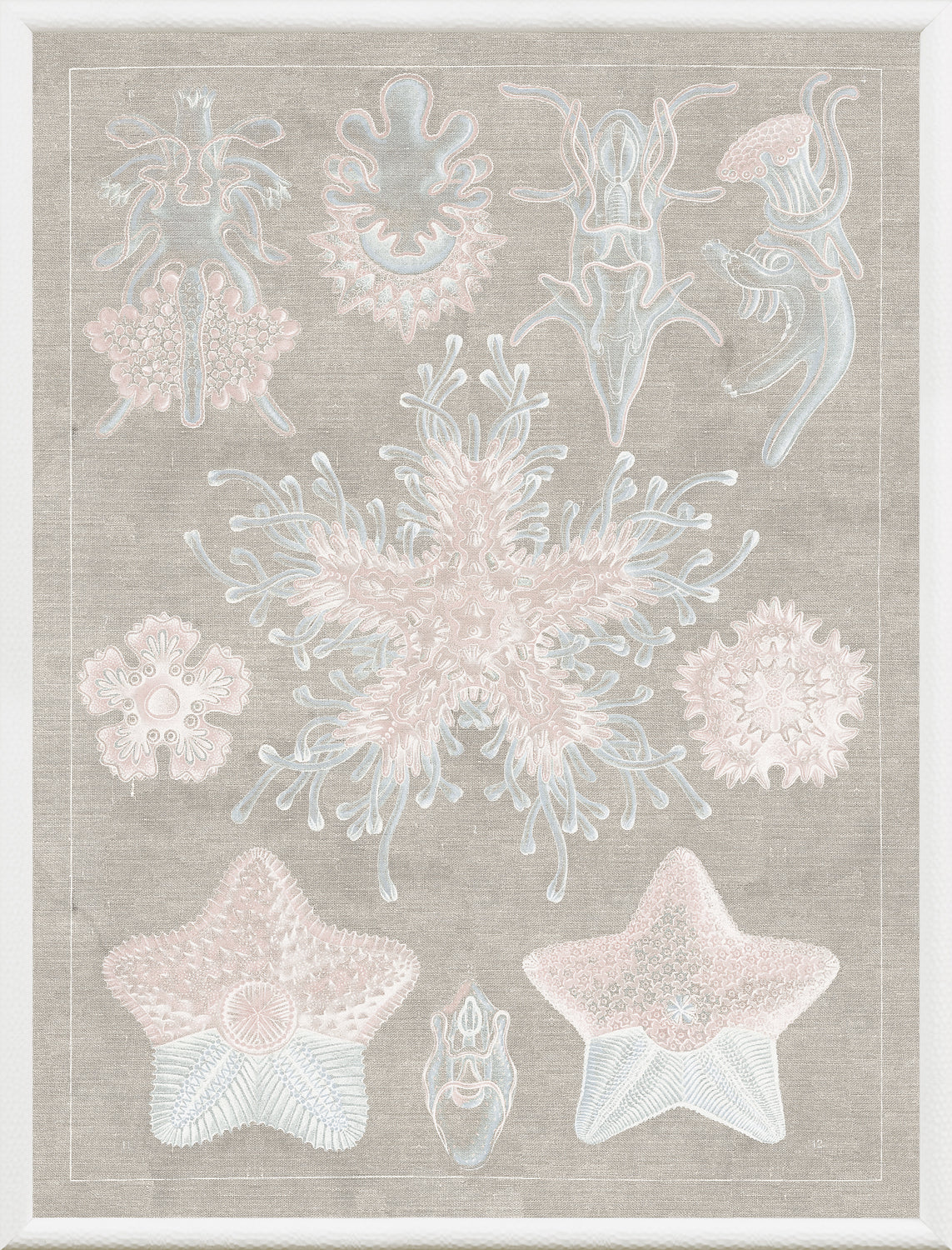 Marine Phyla I