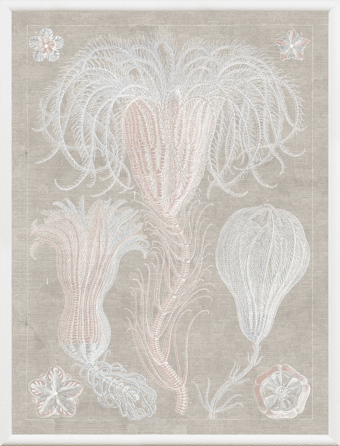 Marine Phyla III