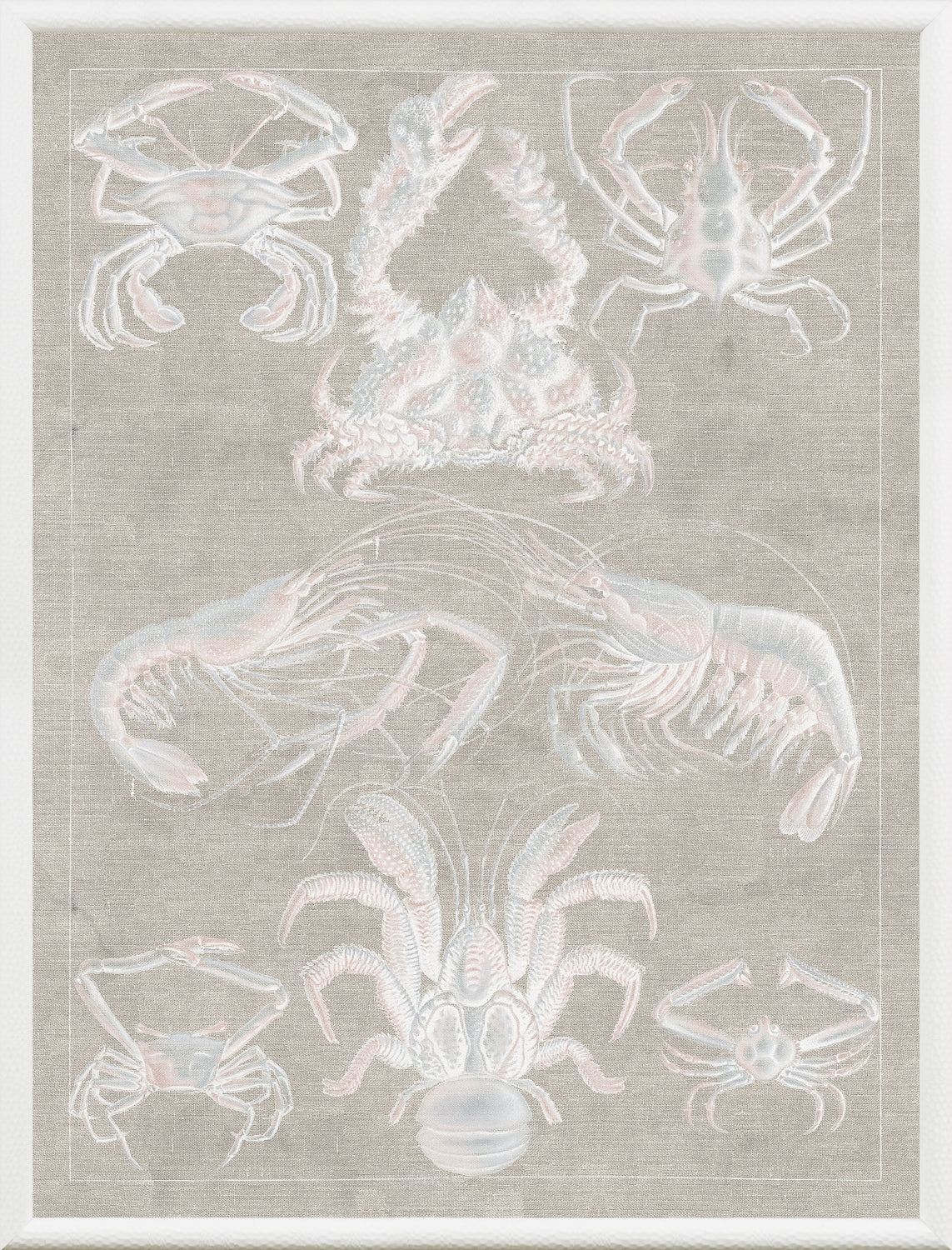 Marine Phyla IX