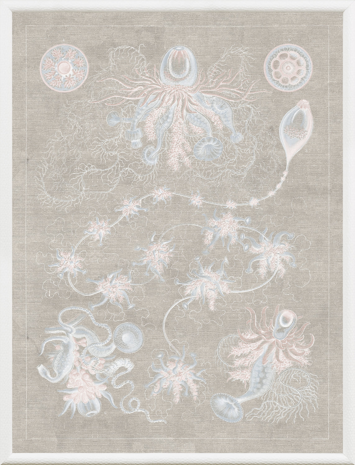 Marine Phyla V