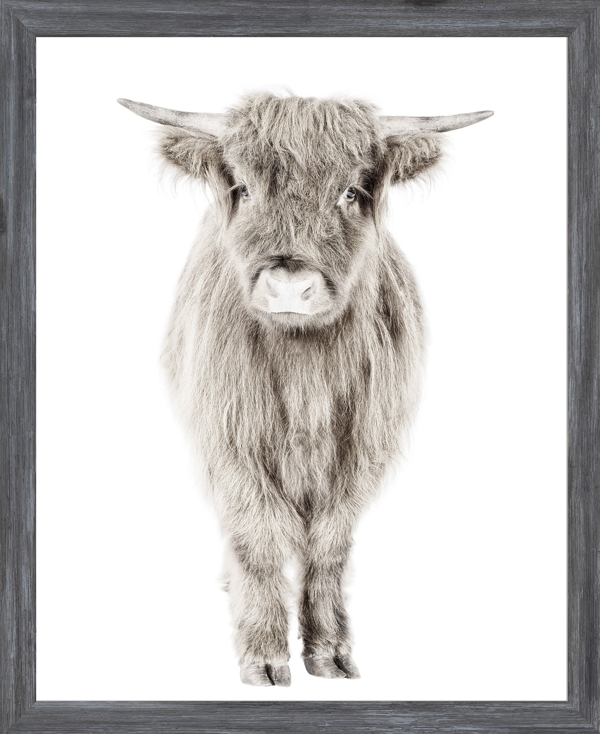 Highland Calf wall art featuring a fluffy gray calf on a white background, framed in dark wood.