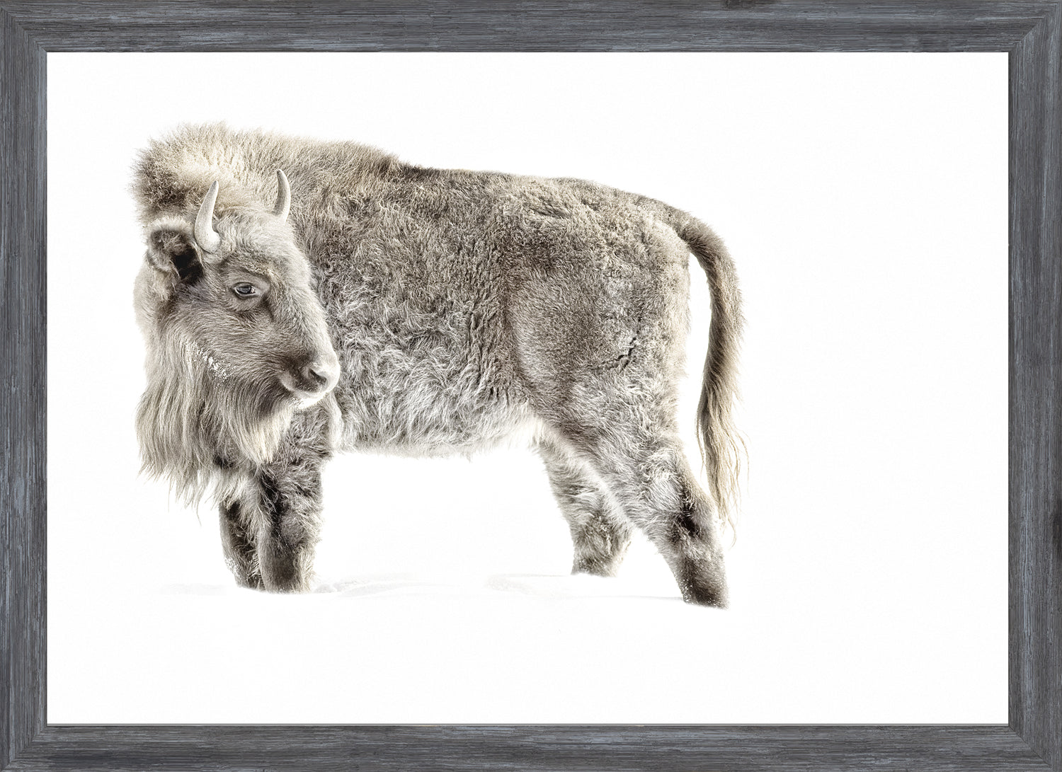 Juvenile Buffalo wall art featuring a gray buffalo against a white background.