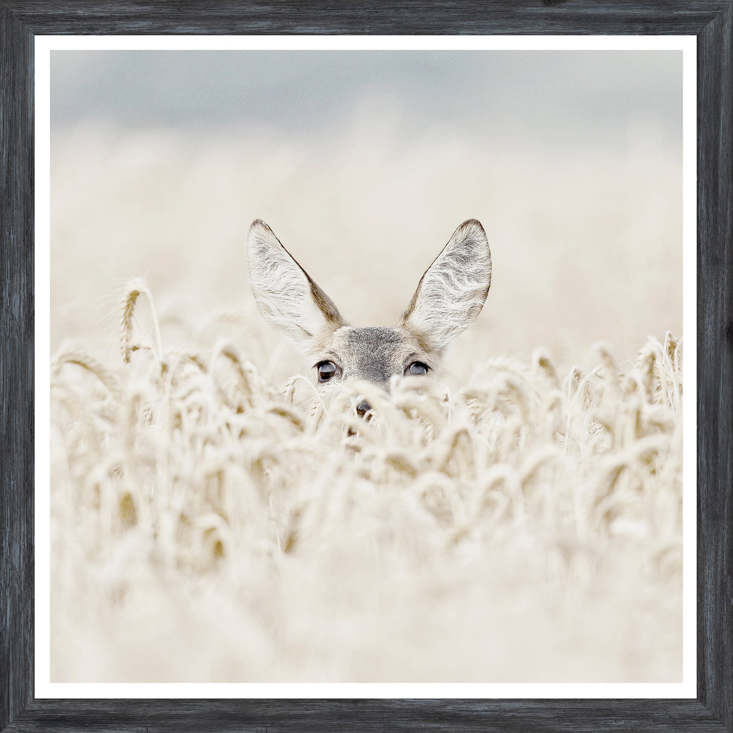 Coucou Cerf