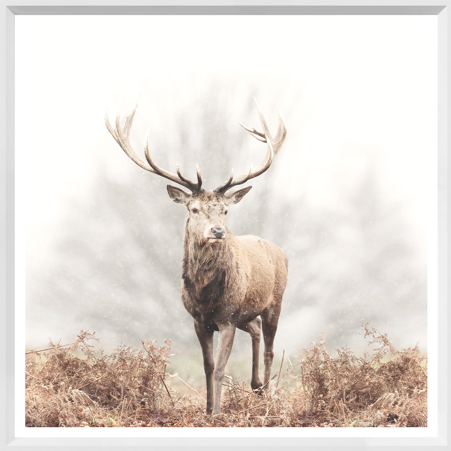 Red Deer Stag