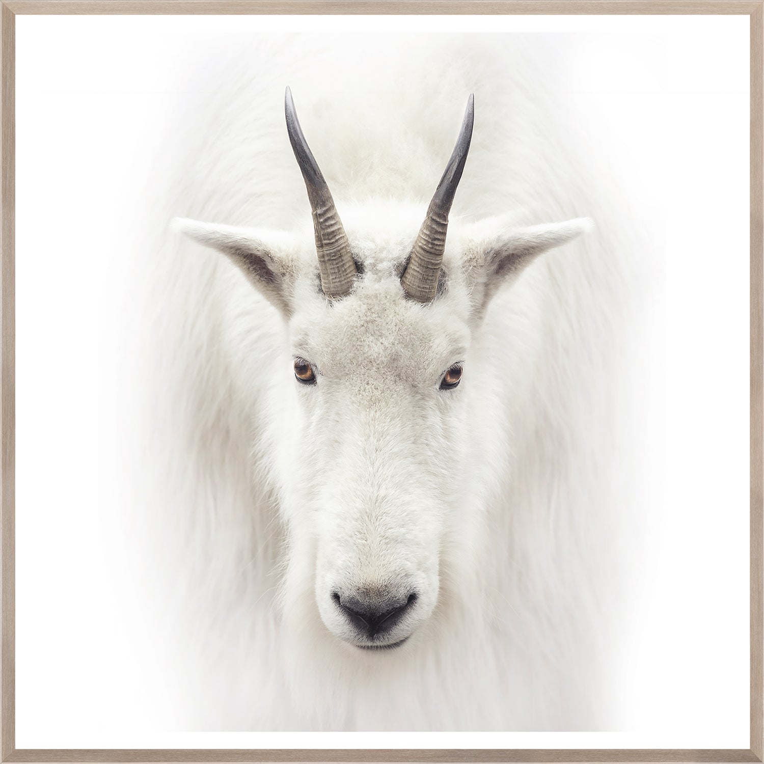 Mountain Goat