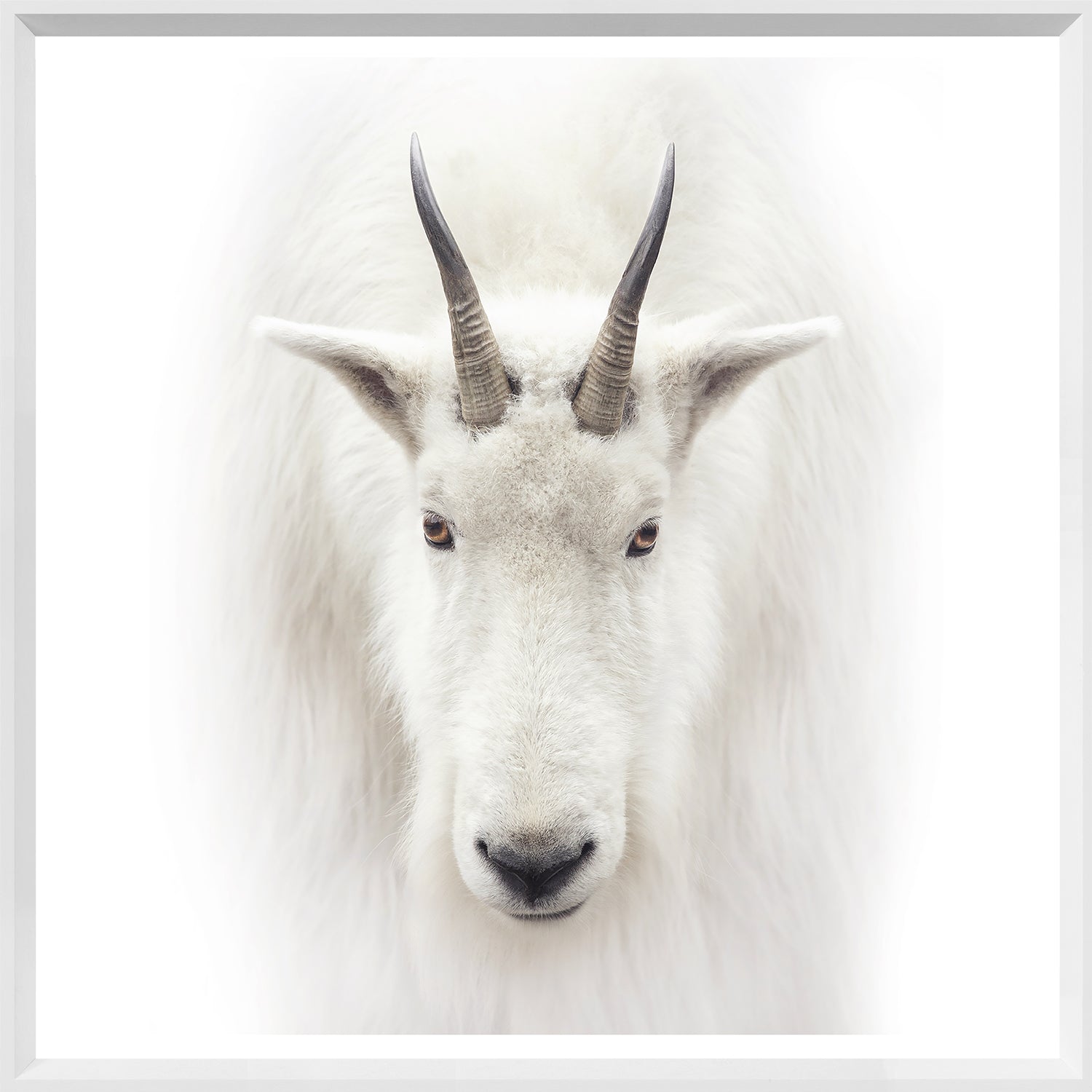 Mountain Goat