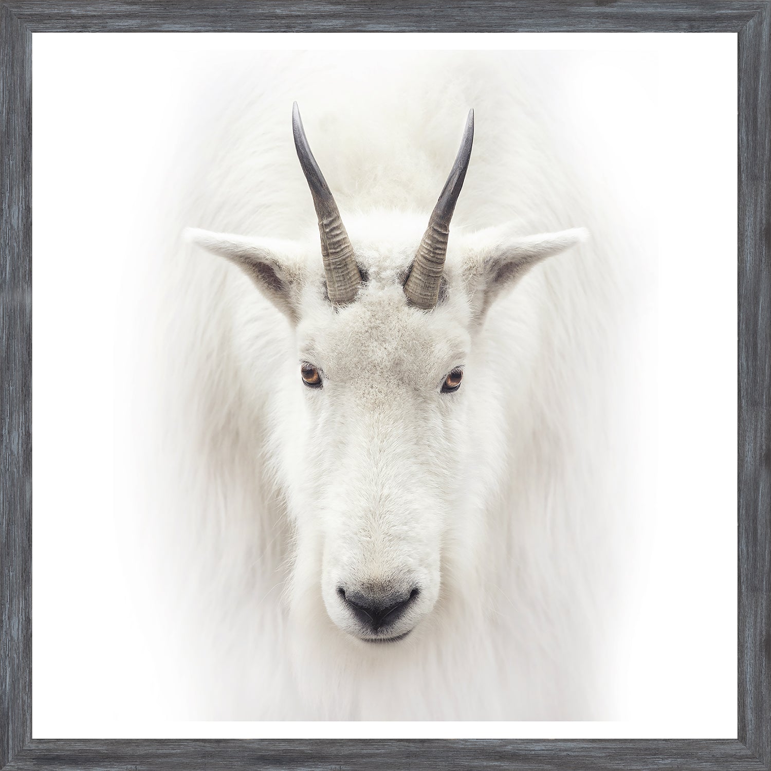 Mountain Goat
