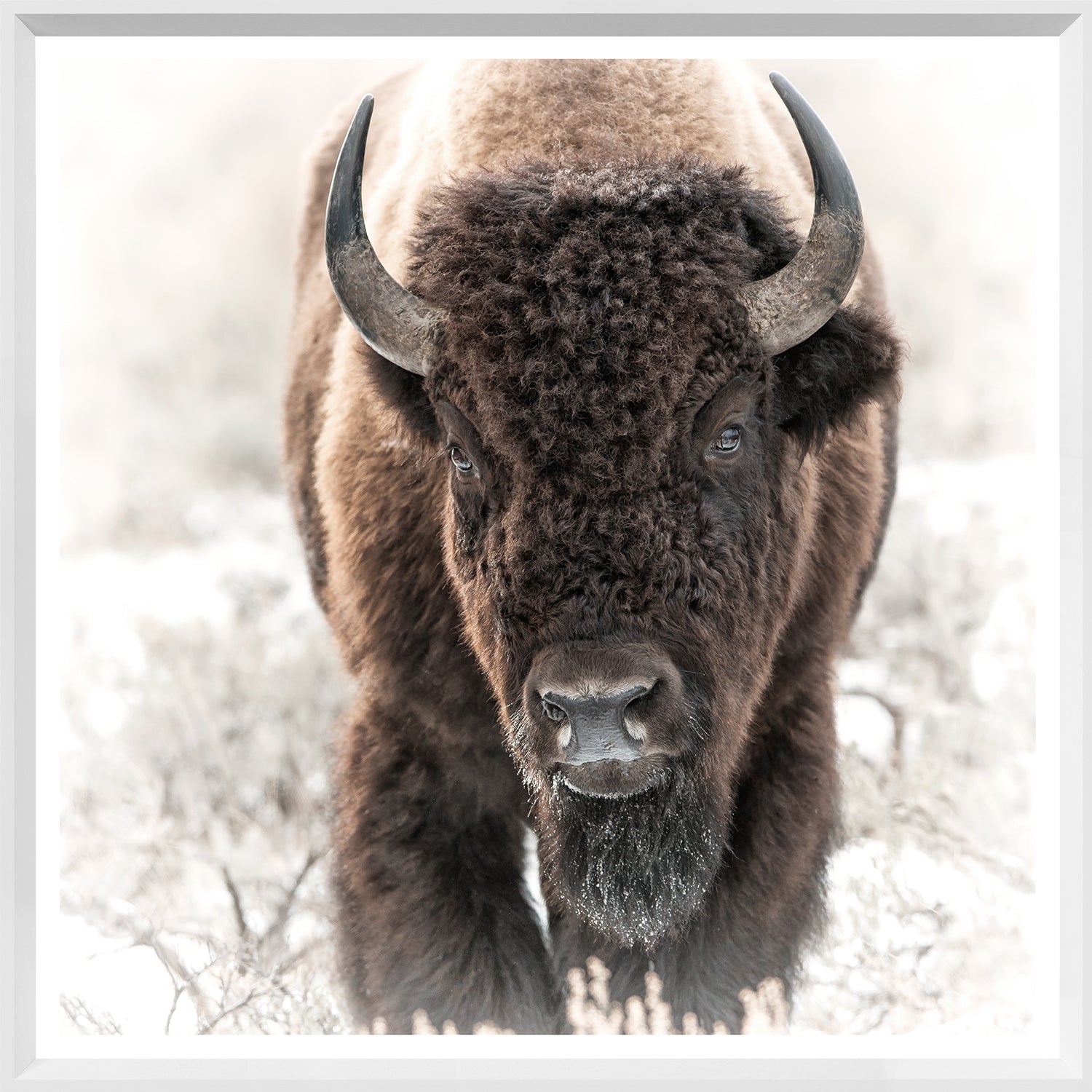 Bisonte en los Tetons