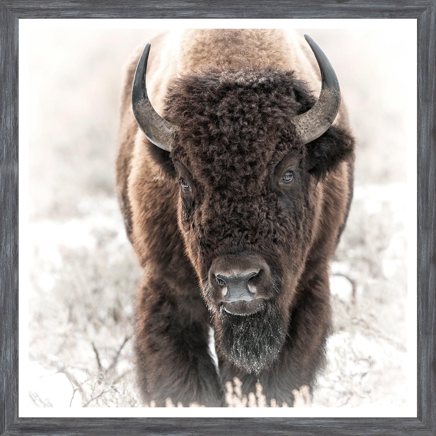 Bisonte en los Tetons