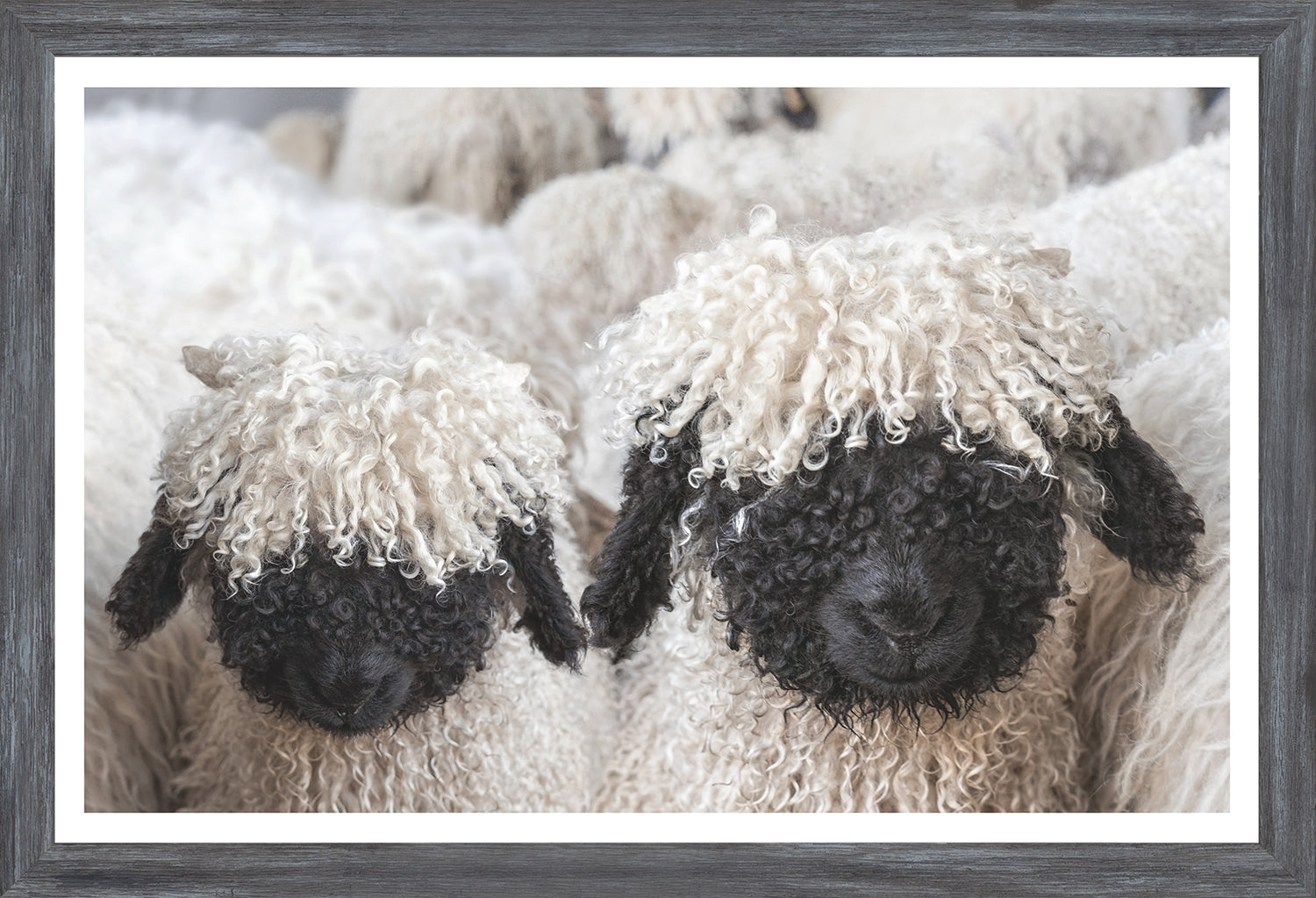 Valais Blacknose Sheep — nature and landscape fine art print shown from another angle