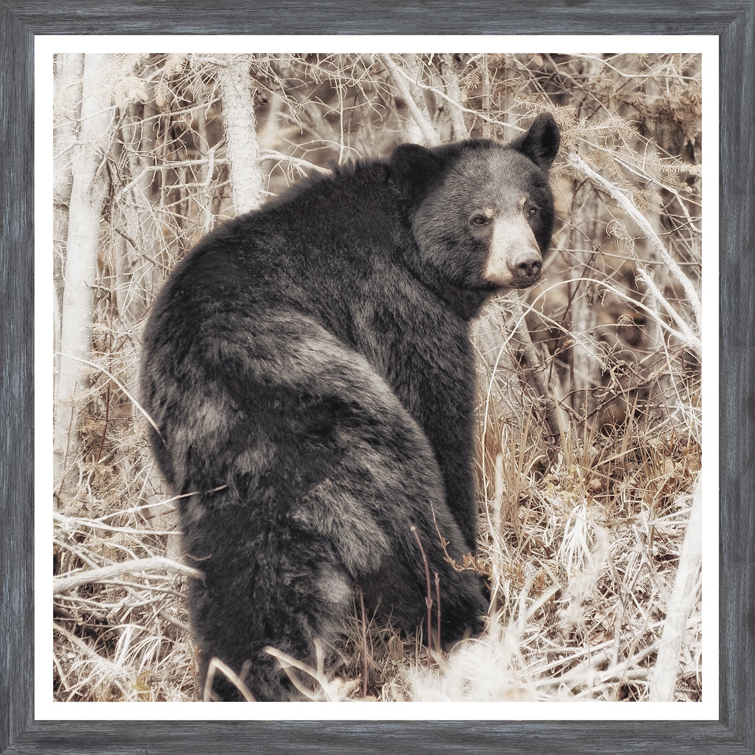 Oso negro
