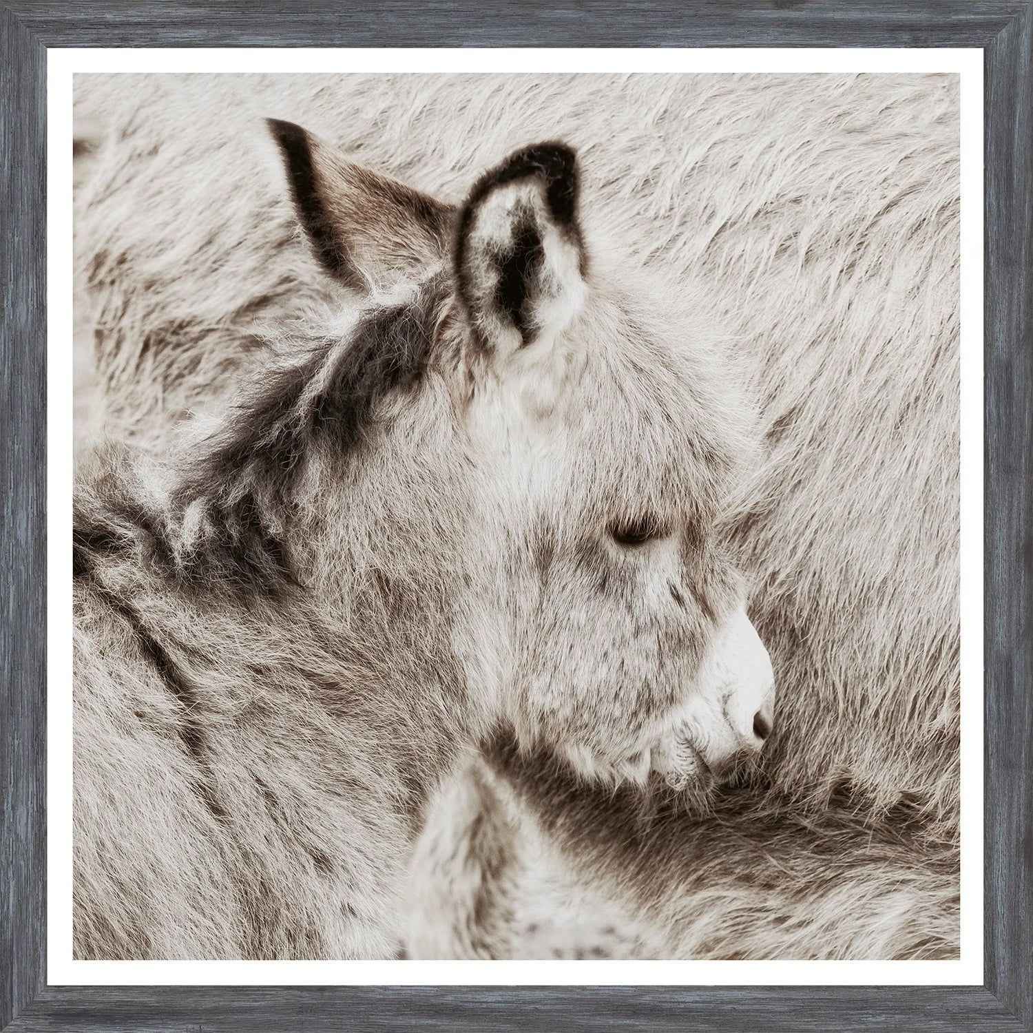 Potro de burro