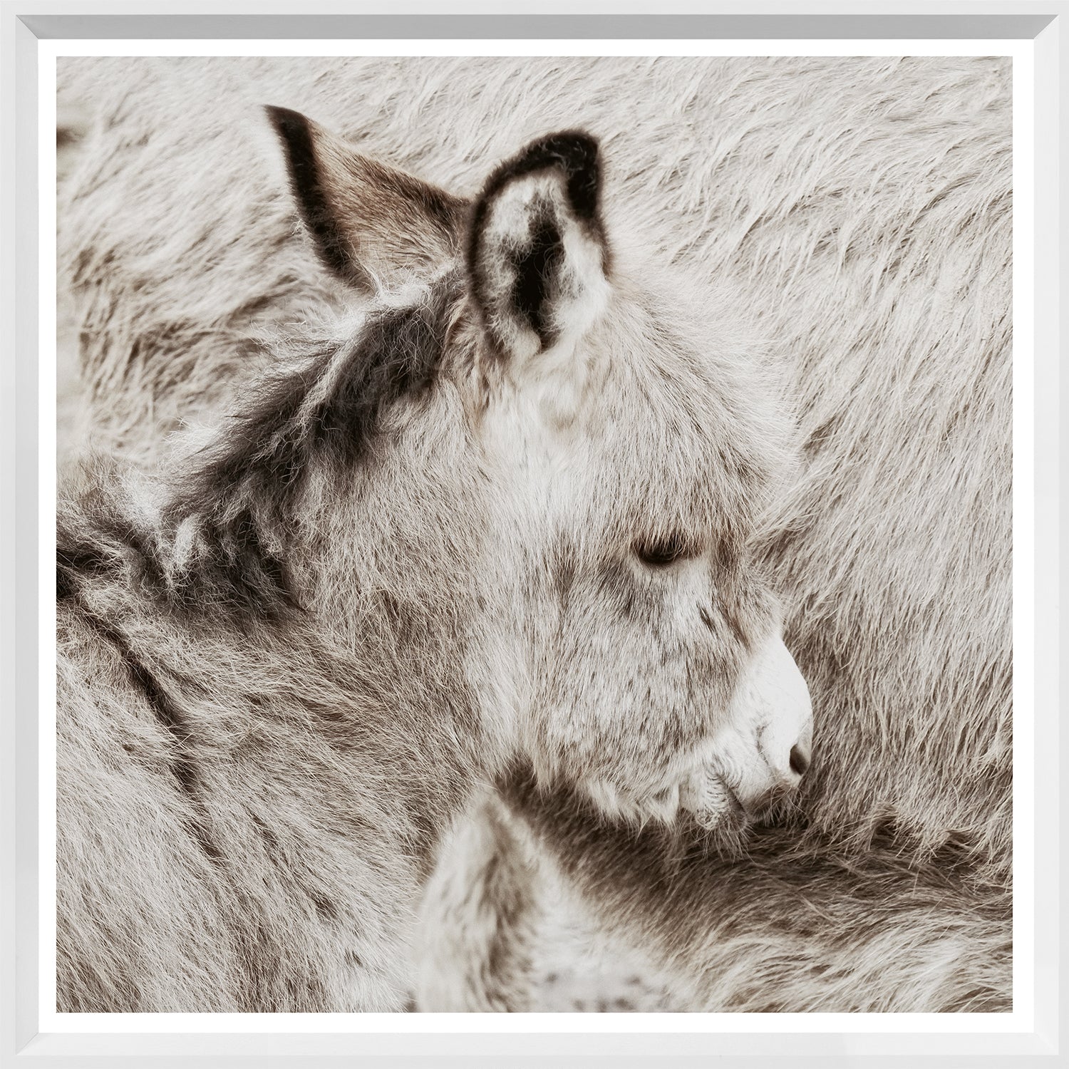 Potro de burro
