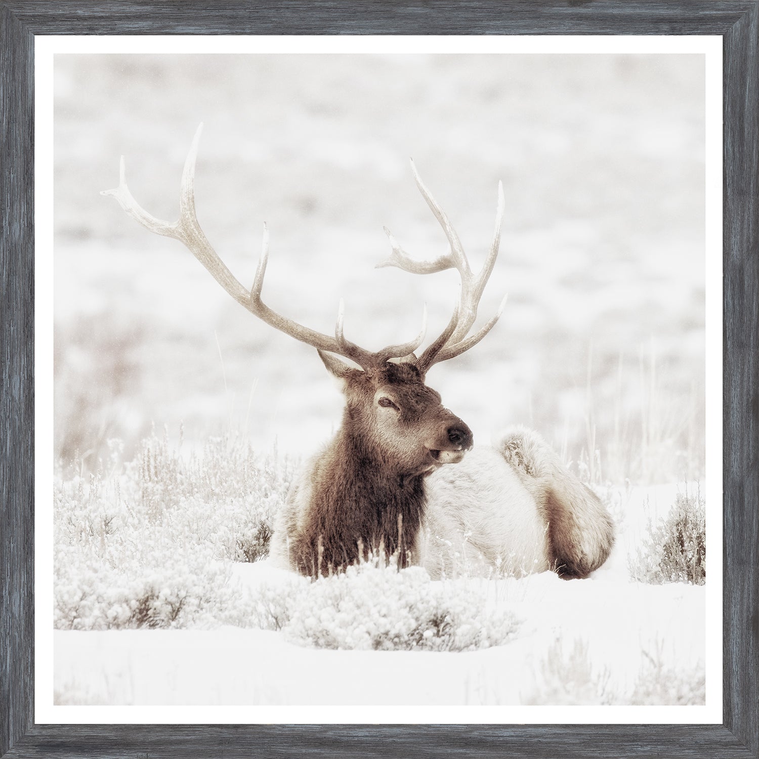 Bull Elk In Winter