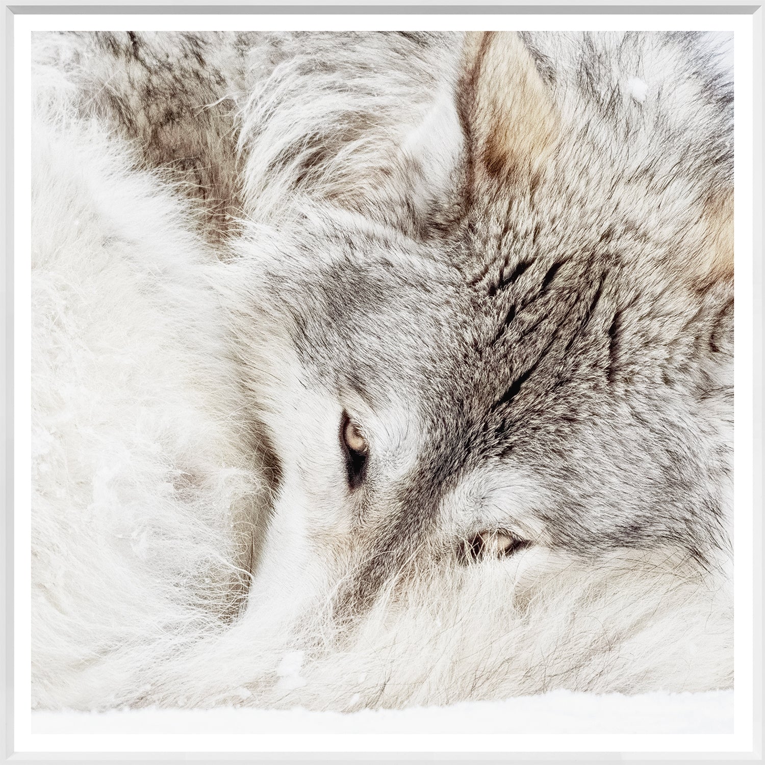 Lobo gris