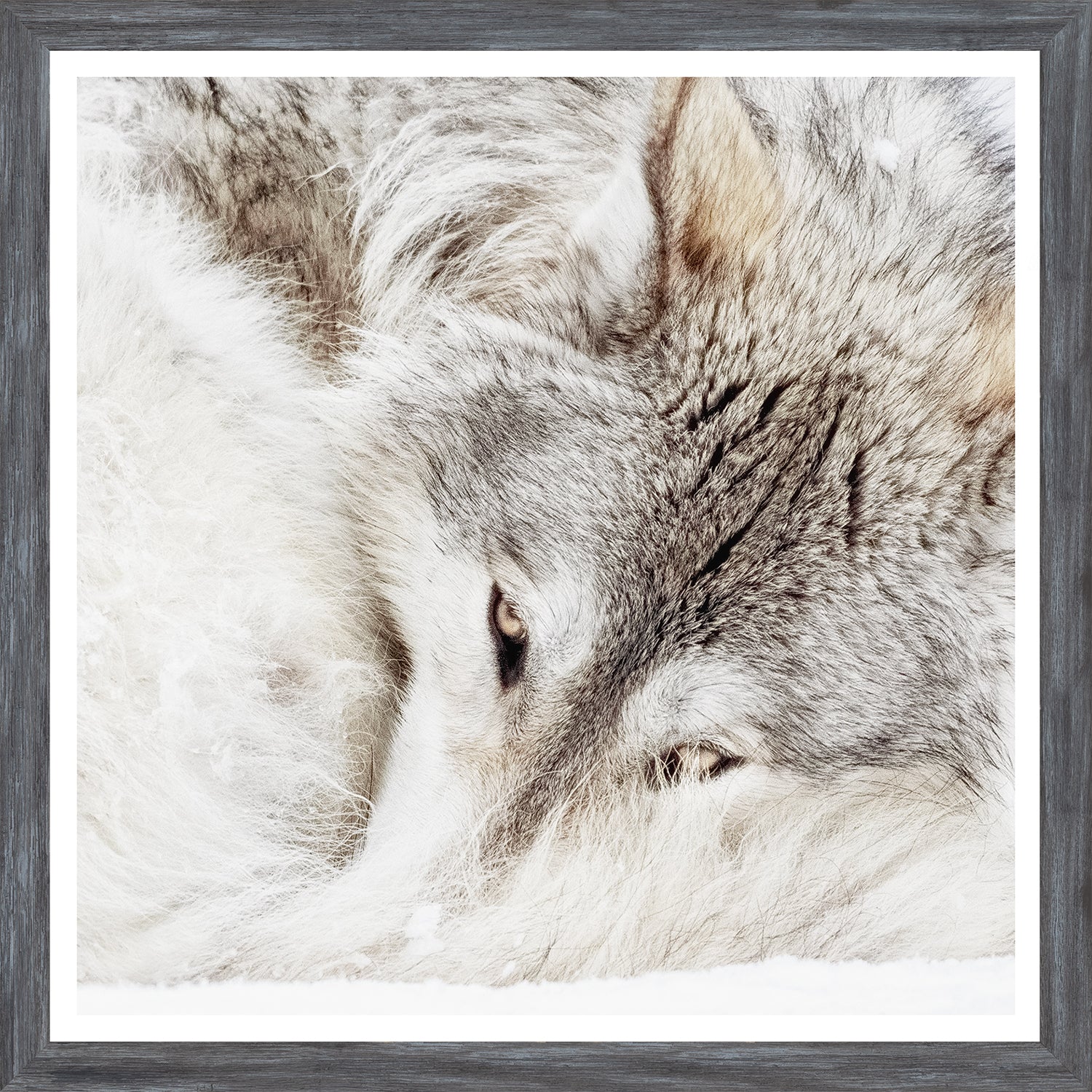 Lobo gris