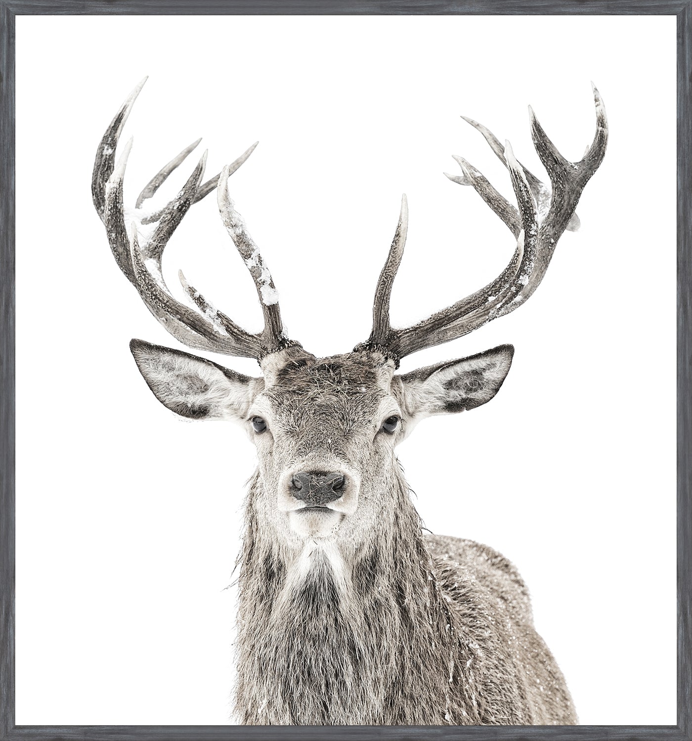 Stag