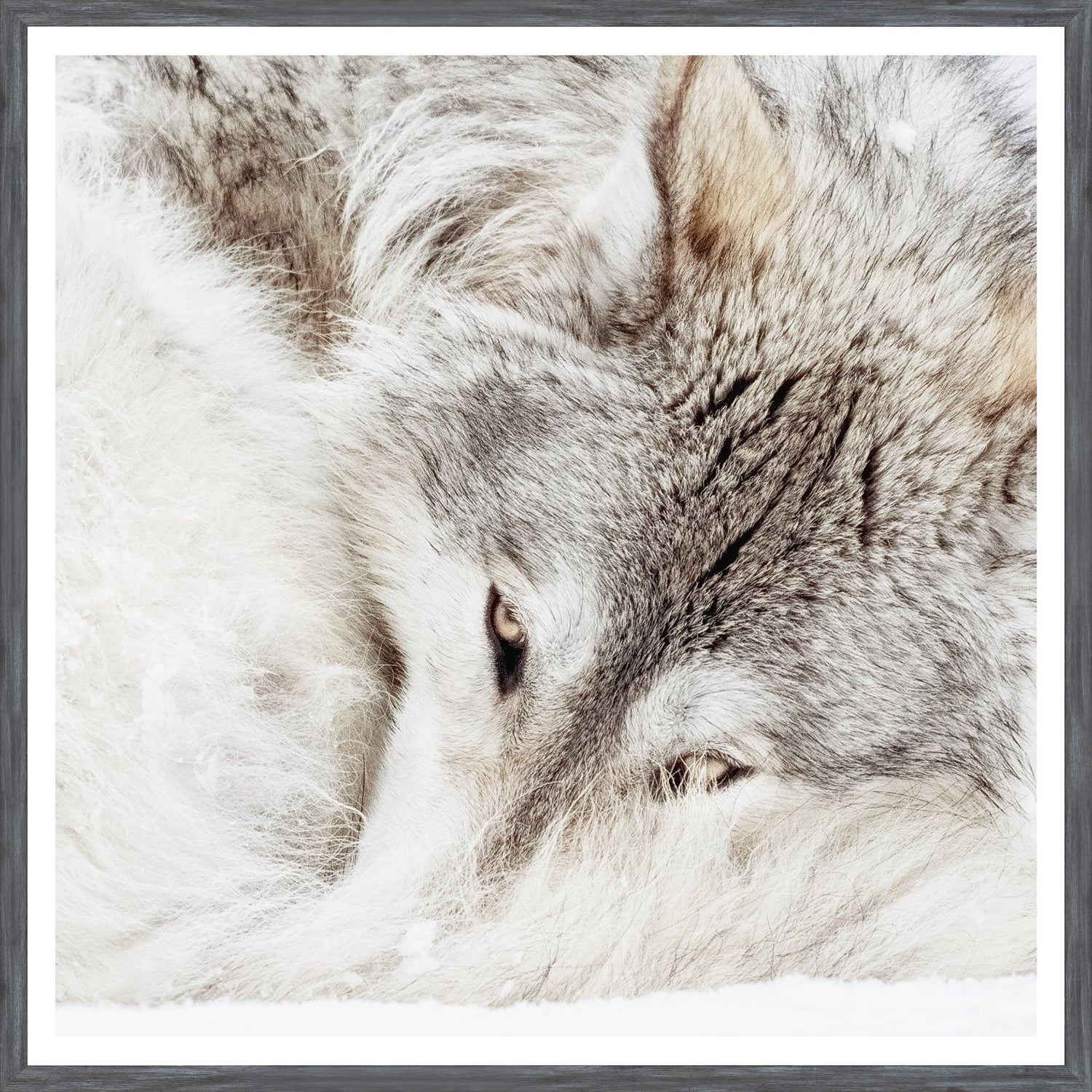 Lobo gris
